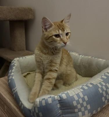 Enlarge ETHAN, a ADOPTABLE mixed breed in Churchville, PA image 2/3