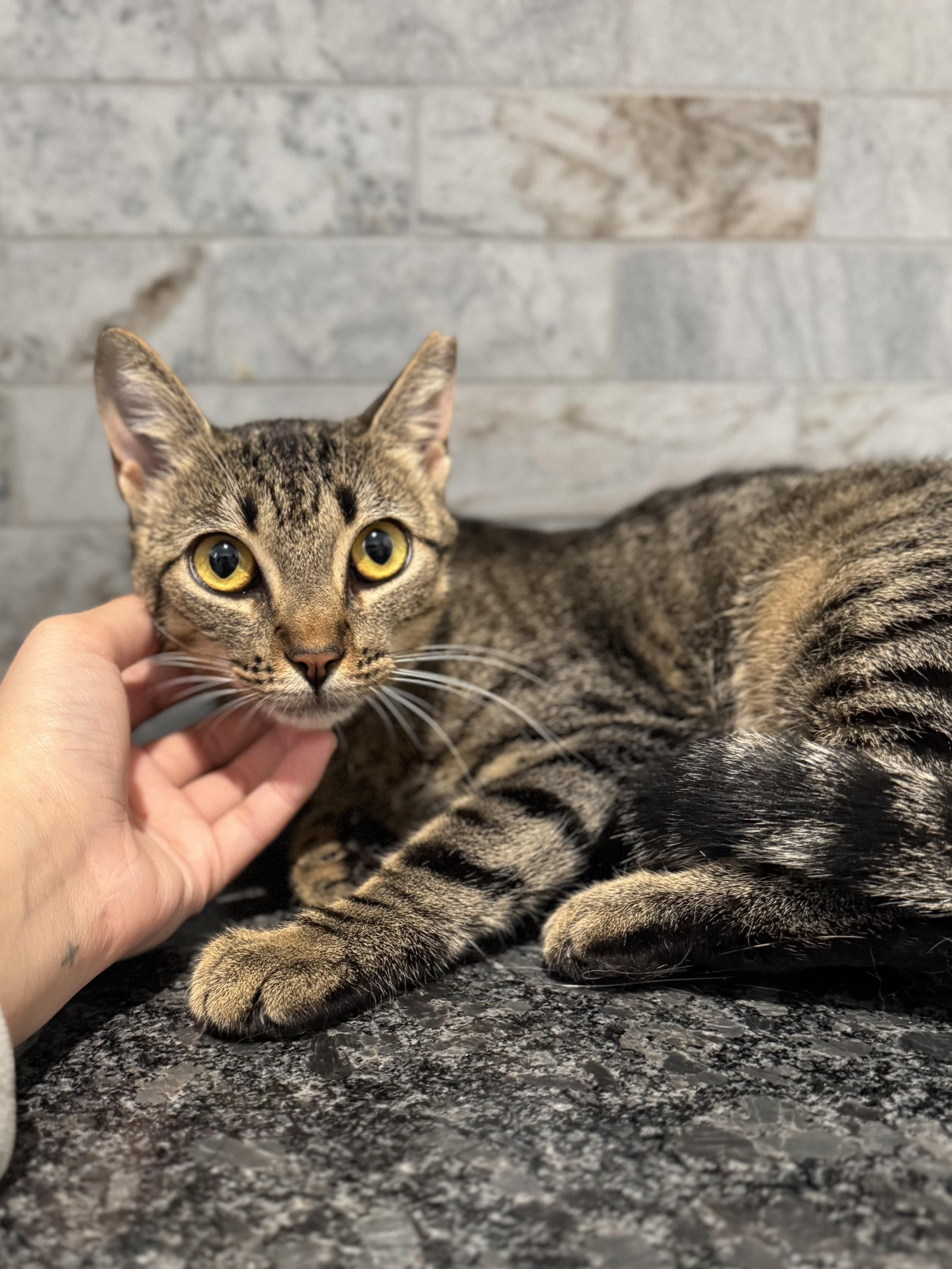 Cat for adoption - Earl Grey, an American Shorthair in