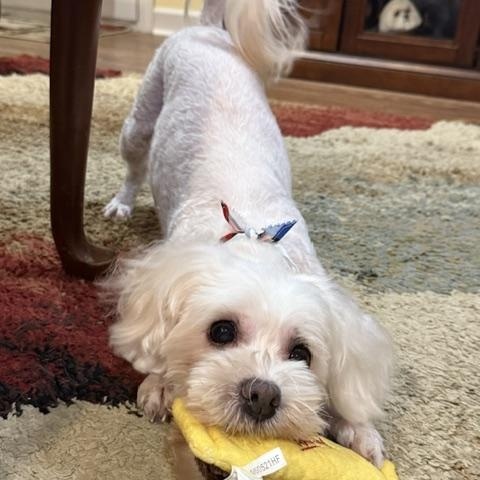 Enlarge ShaNayNay, a ADOPTABLE Maltipoo in Memphis, TN image 1/4
