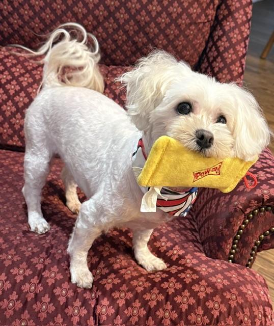 Enlarge ShaNayNay, a ADOPTABLE Maltipoo in Memphis, TN image 4/4