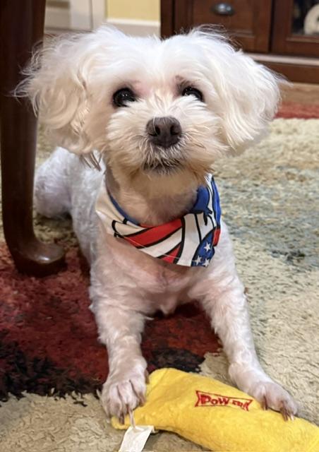 Enlarge ShaNayNay, a ADOPTABLE Maltipoo in Memphis, TN image 2/4