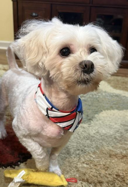 Enlarge ShaNayNay, a ADOPTABLE Maltipoo in Memphis, TN image 3/4