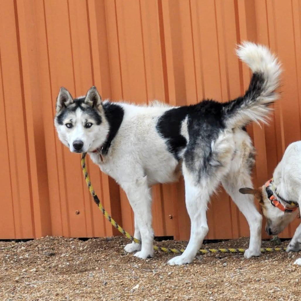Stormy, Adoptable, Adult Female Husky & Mixed Breed.