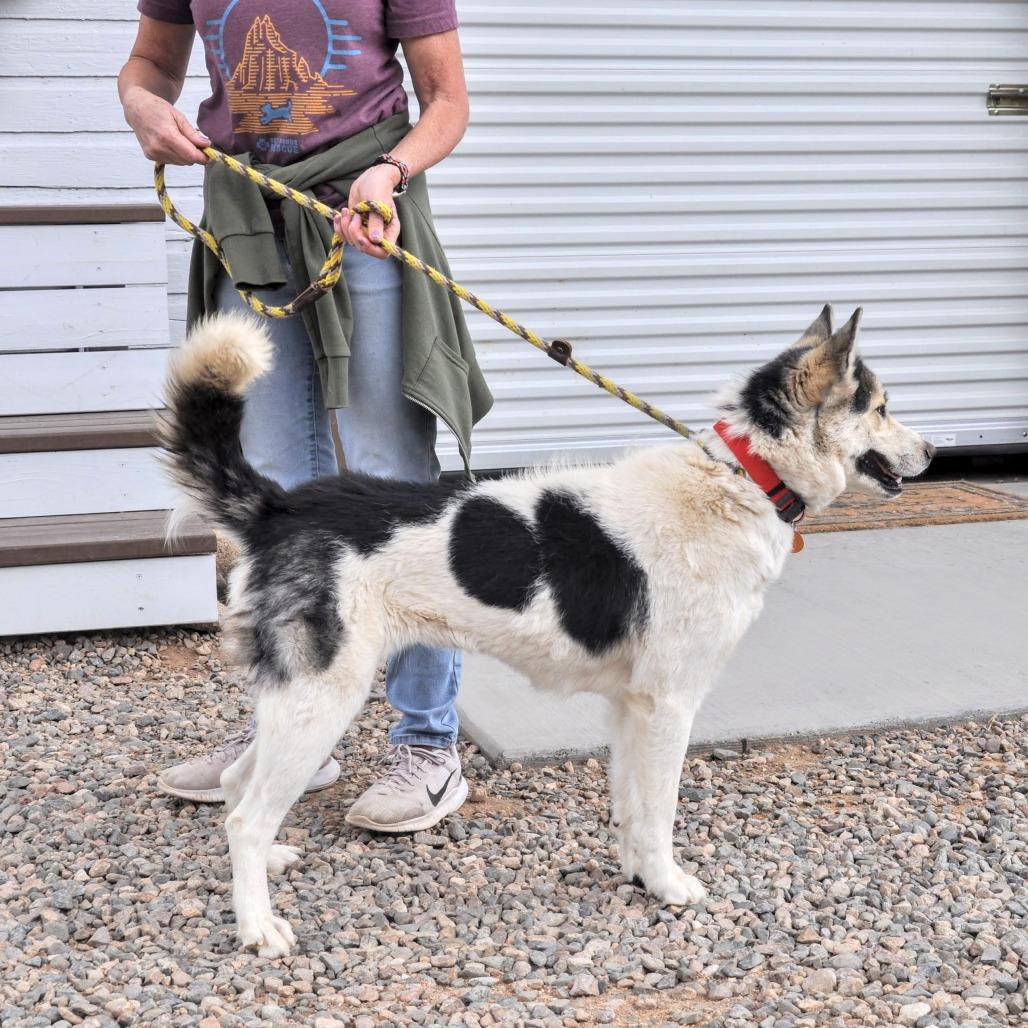 Stormy, a Adoptable mixed breed in Prescott, AZ image 2/6