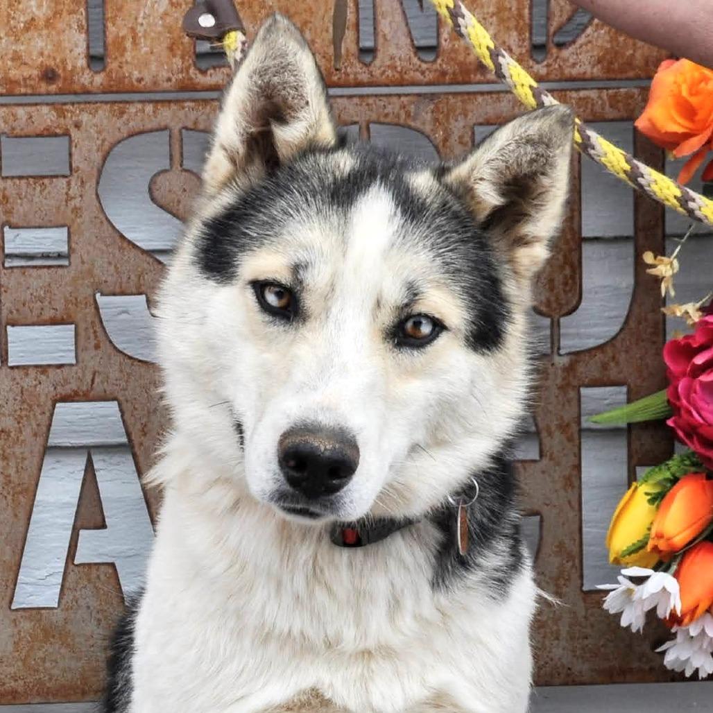 Stormy, a Adoptable mixed breed in Prescott, AZ image 3/6