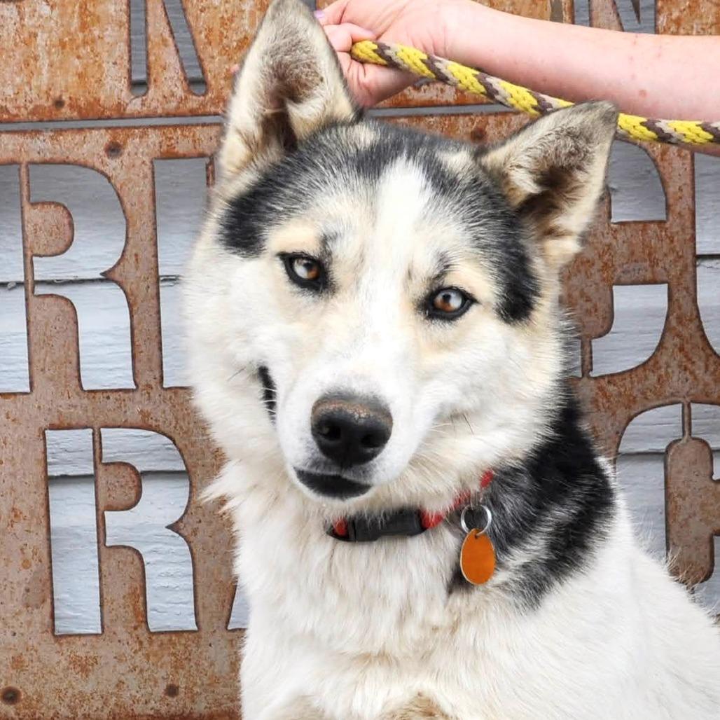Stormy, a Adoptable mixed breed in Prescott, AZ image 6/6