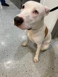 Enlarge Lucky A2026486, a Adoptable mixed breed in Sherman, TX image 5/5