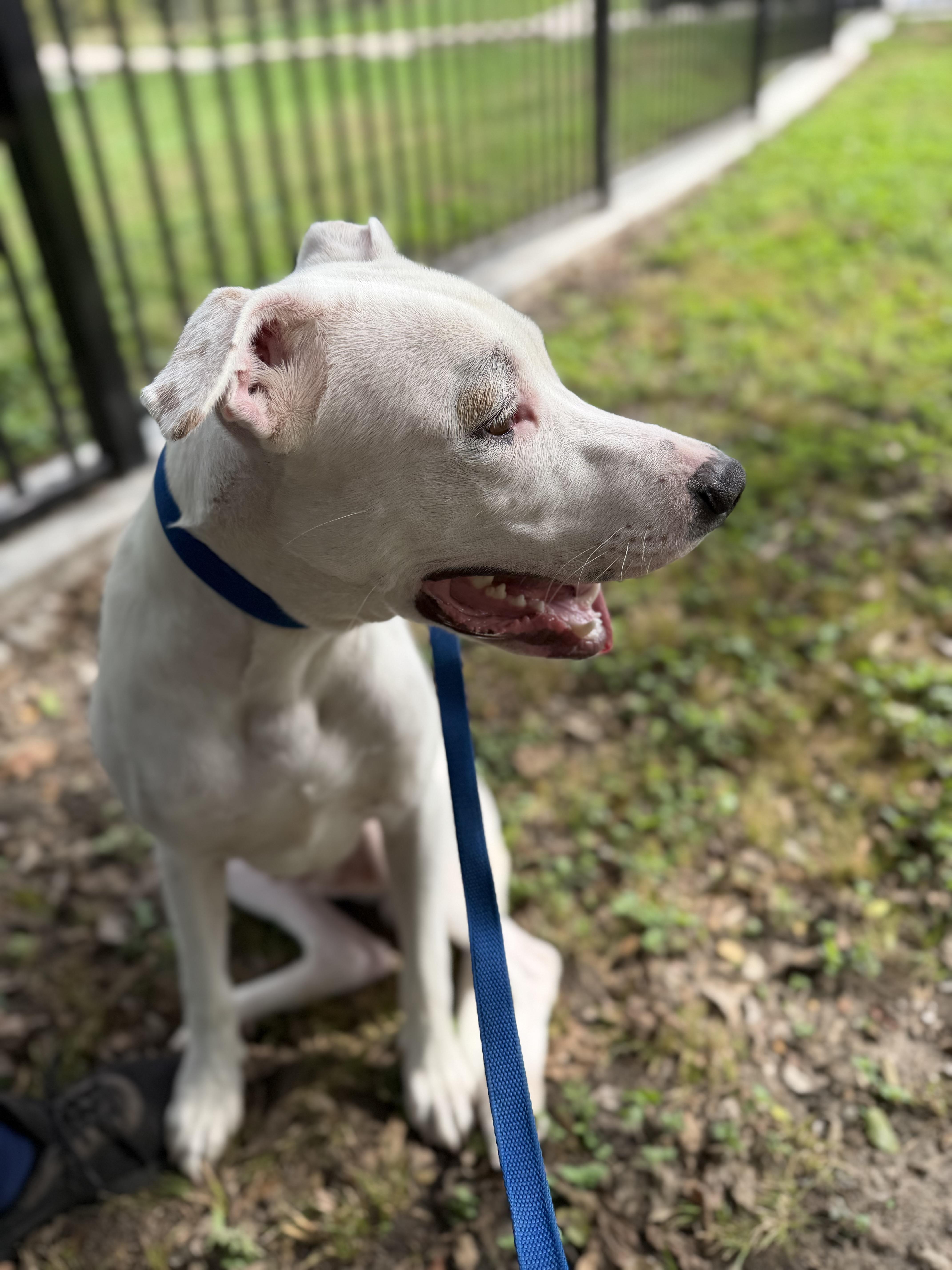 Enlarge Lucky A2026486, a Adoptable mixed breed in Sherman, TX image 3/5
