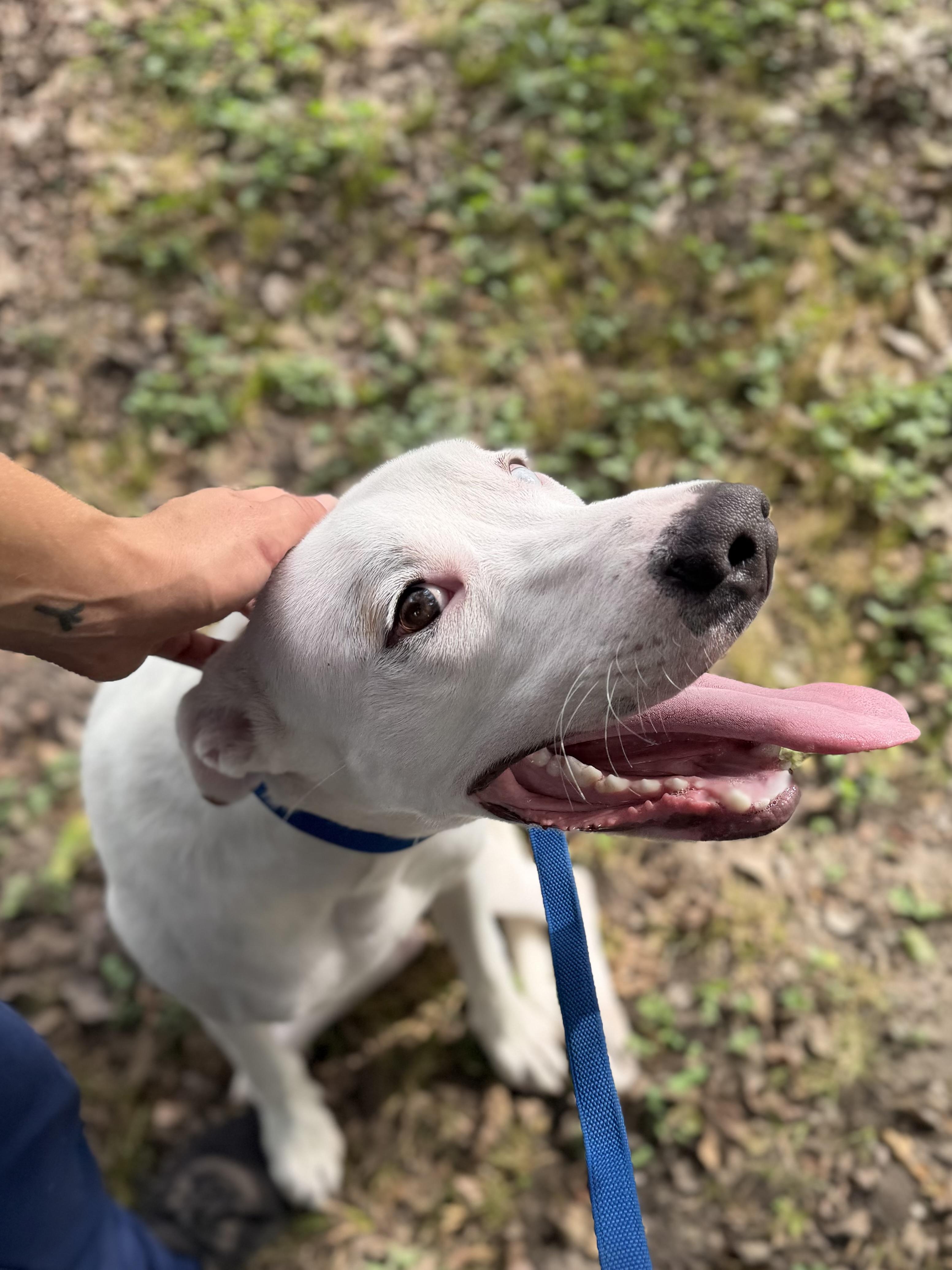 Enlarge Lucky A2026486, a Adoptable mixed breed in Sherman, TX image 2/5