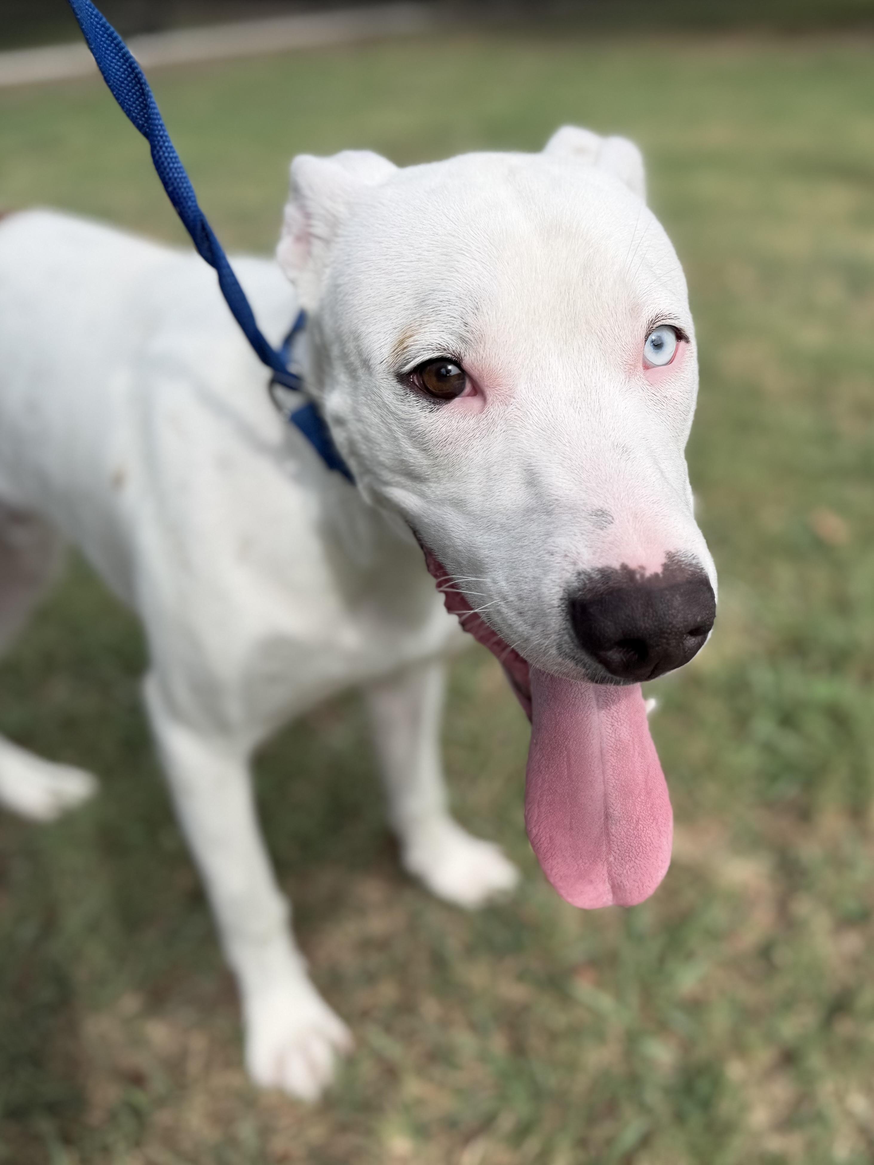 Lucky A2026486, Adoptable, Young Male Pit Bull Terrier.