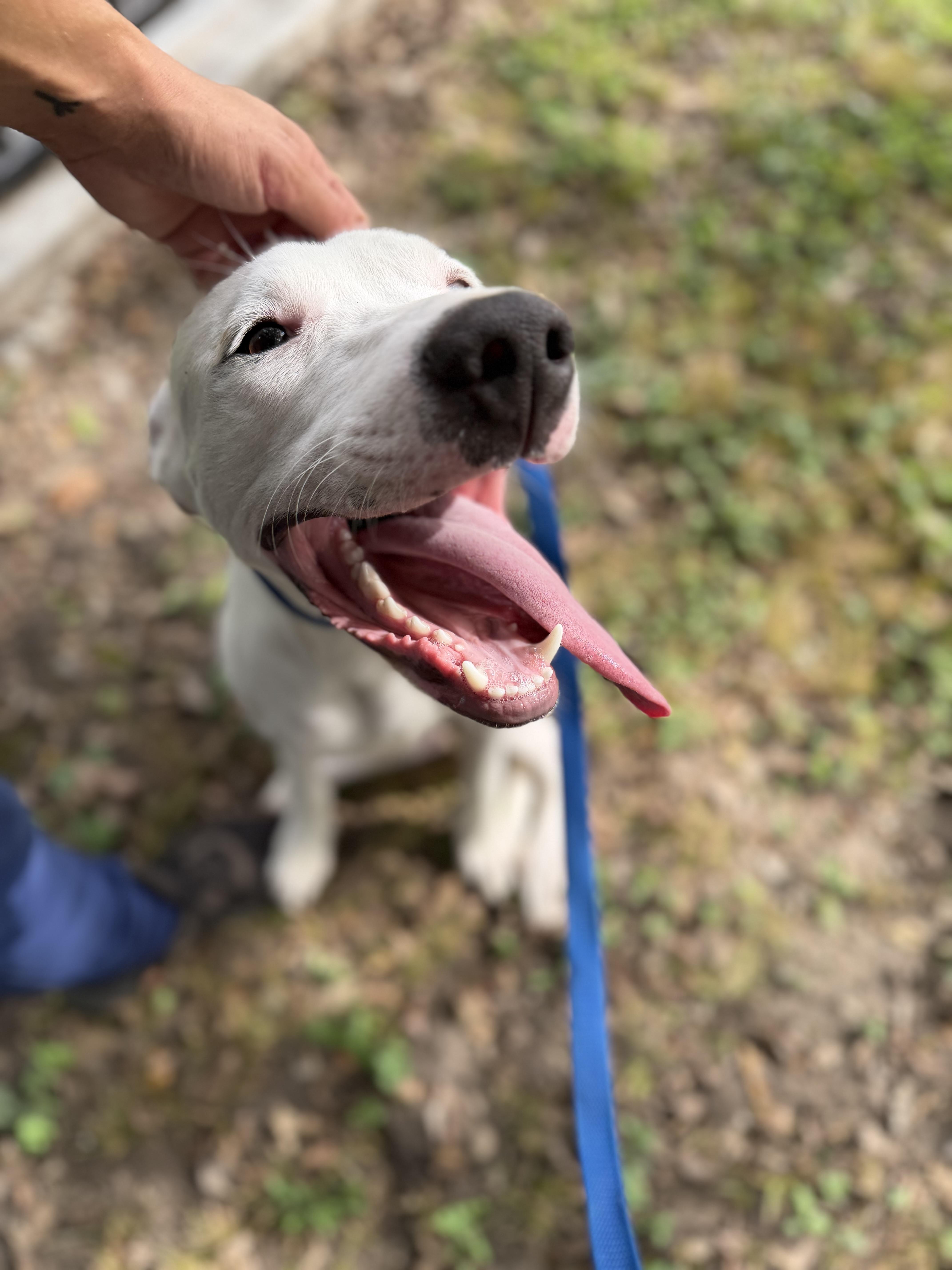 Enlarge Lucky A2026486, a Adoptable mixed breed in Sherman, TX image 4/5