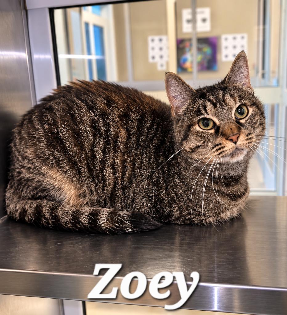 Zoey, a Adoptable mixed breed in Sidney, OH image 1/3