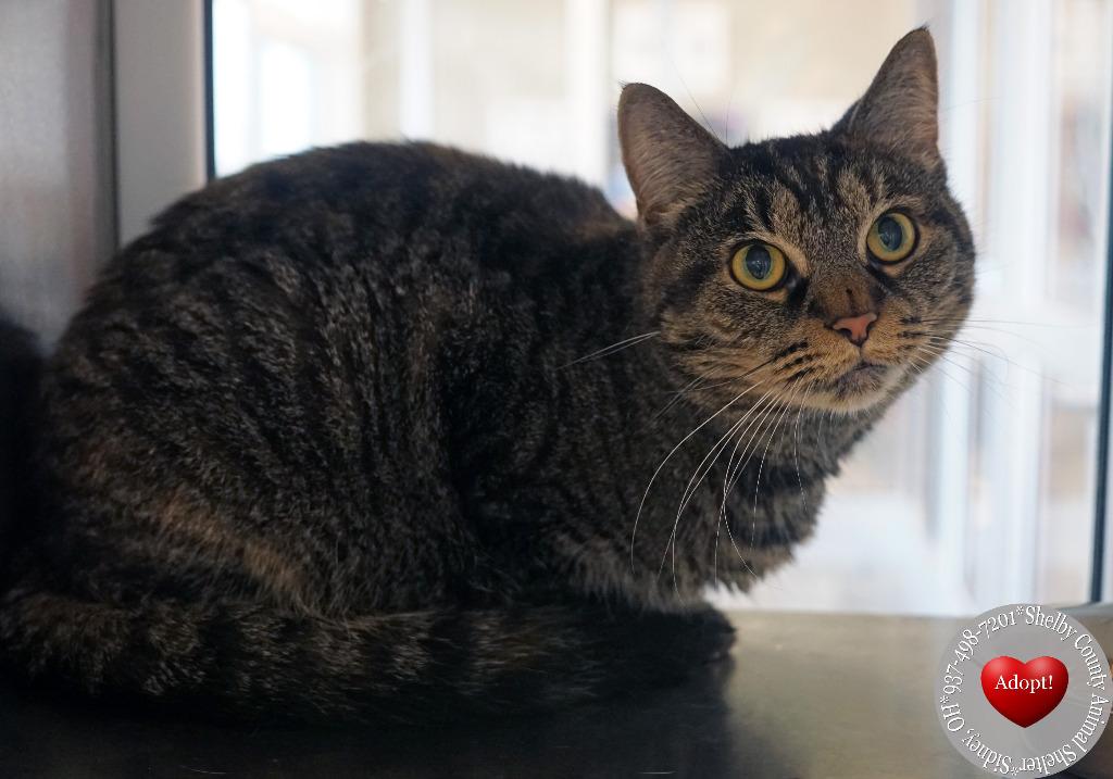 Zoey, a Adoptable mixed breed in Sidney, OH image 3/3