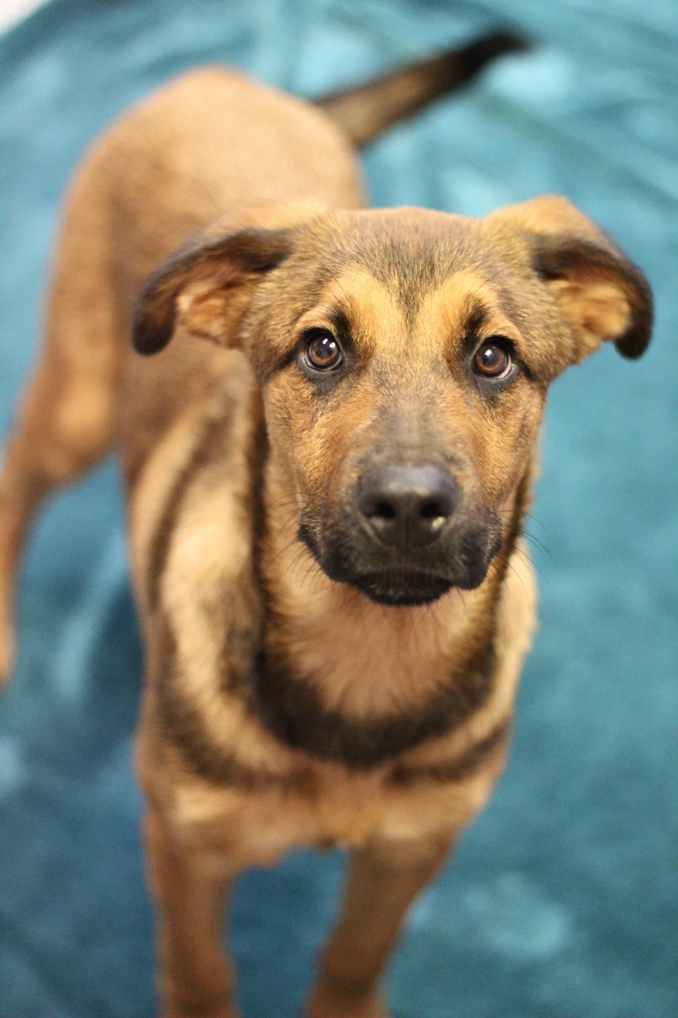 Lowry in NH! Come Meet our Adoptable Dogs Wednesday-Saturday. More info in Bio!