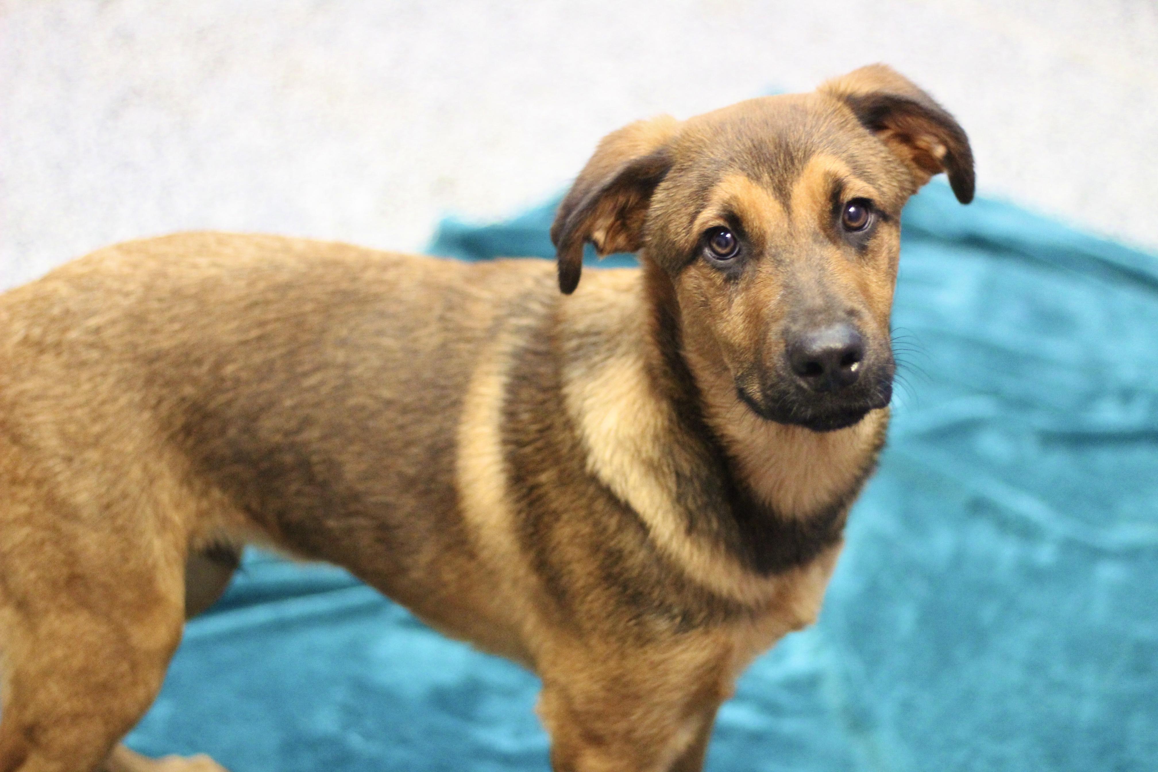 Lowry in NH! Come Meet our Adoptable Dogs Wednesday-Saturday. More info in Bio!