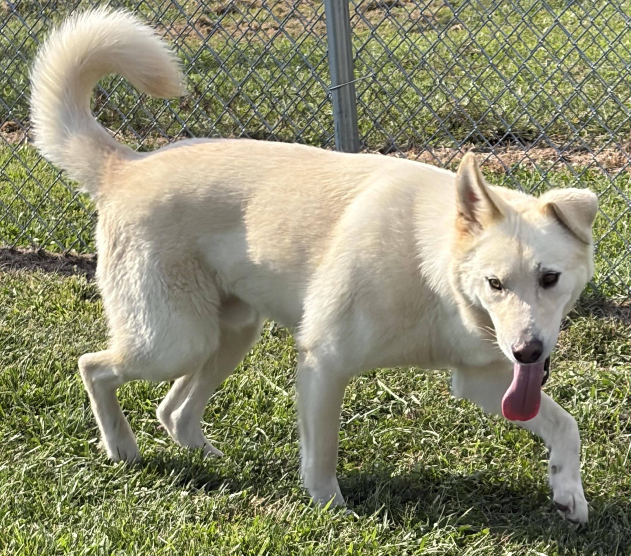 Thor, Adopted, Adult Male Siberian Husky & Jindo.