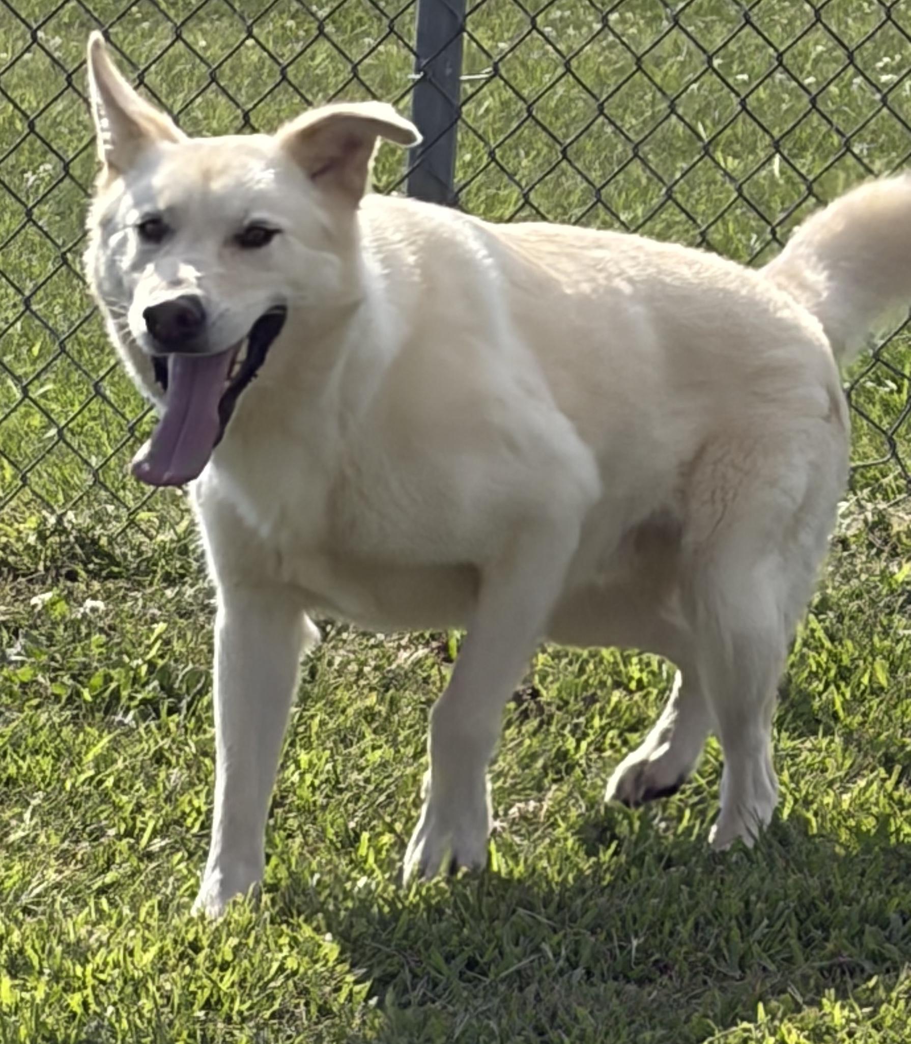 Enlarge Thor, a Adopted mixed breed in Mount Sterling, KY image 2/2