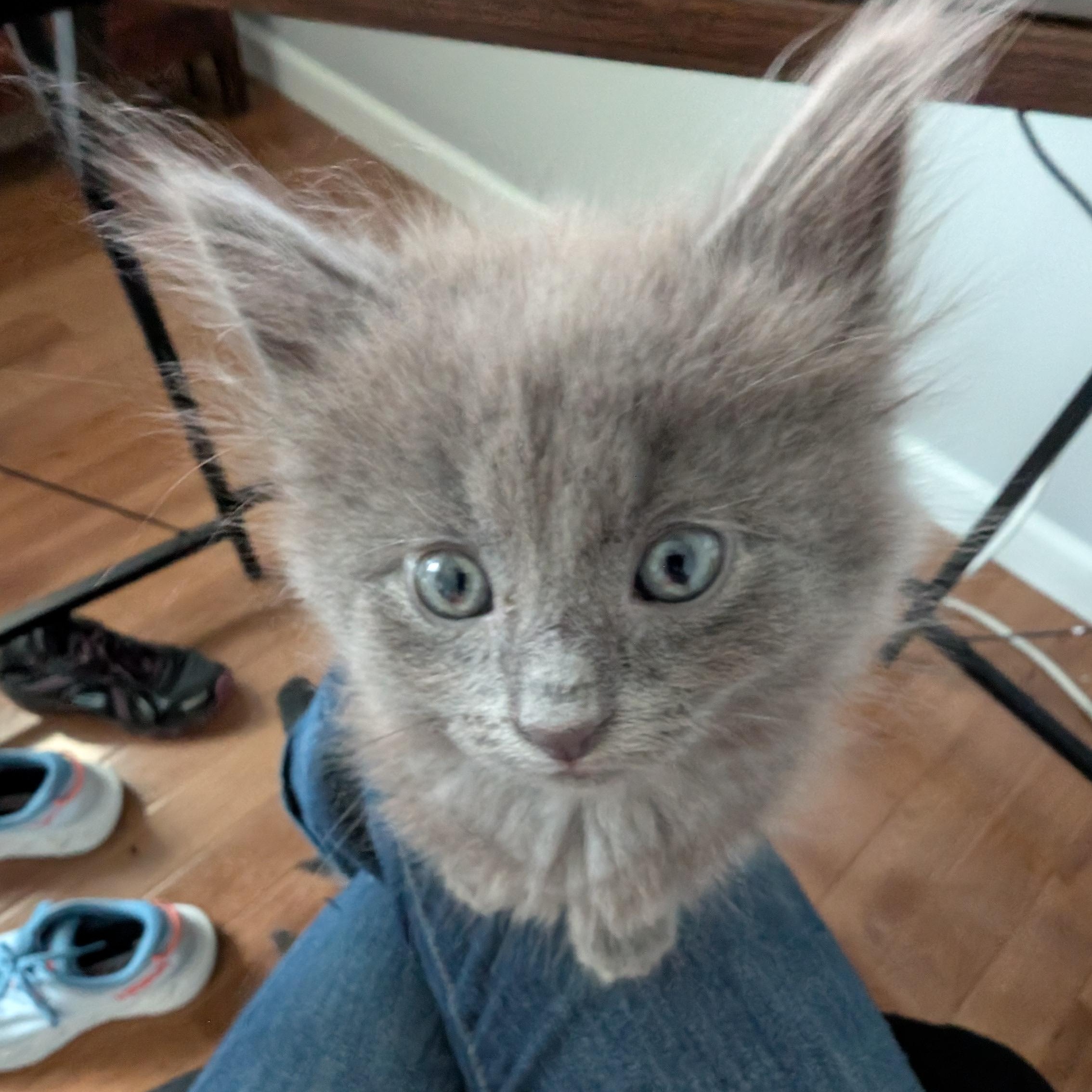 Padfoot, an adopted Domestic Long Hair in West Jefferson, OH image 5/5
