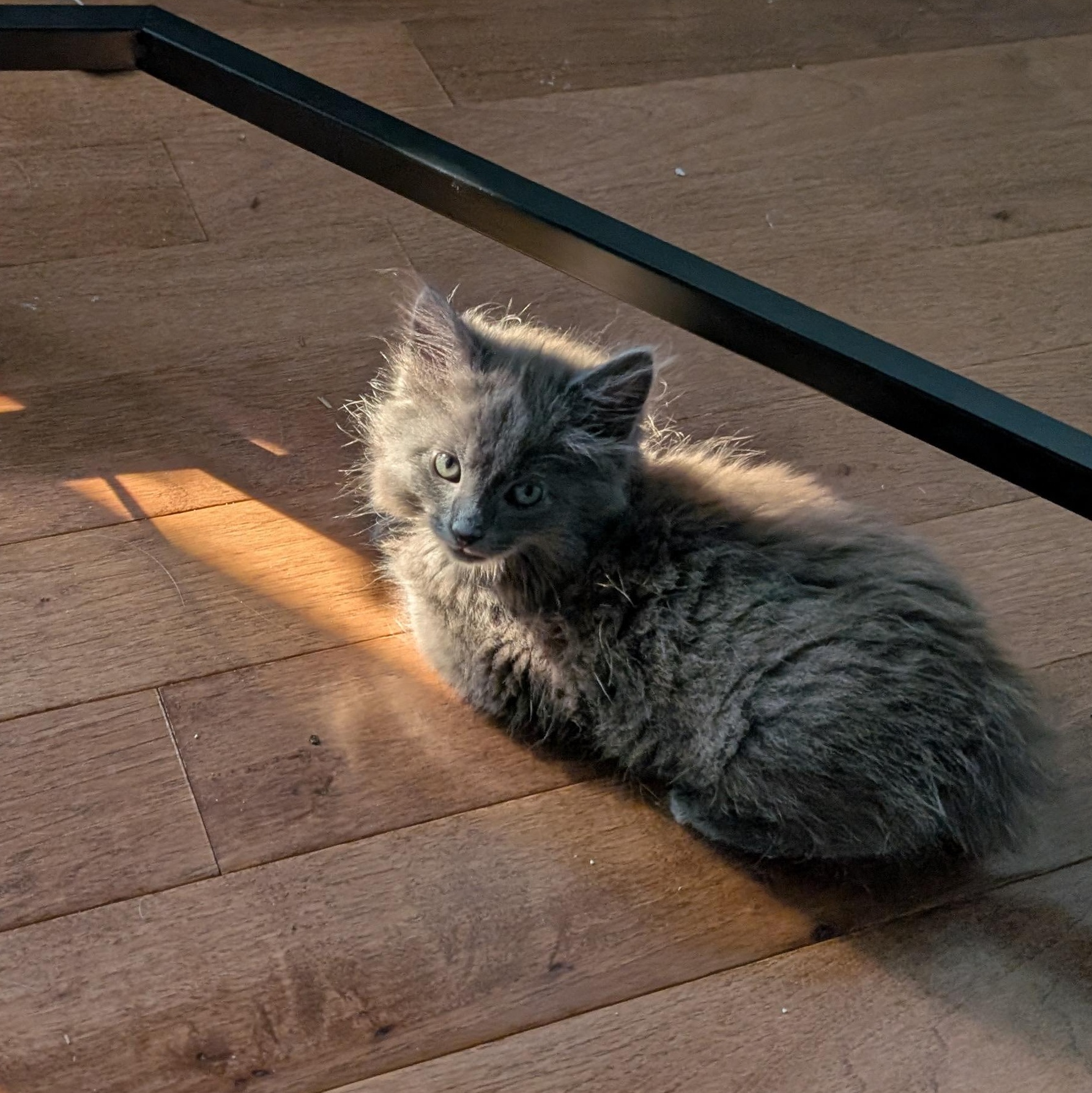 Padfoot, an adopted Domestic Long Hair in West Jefferson, OH image 3/5