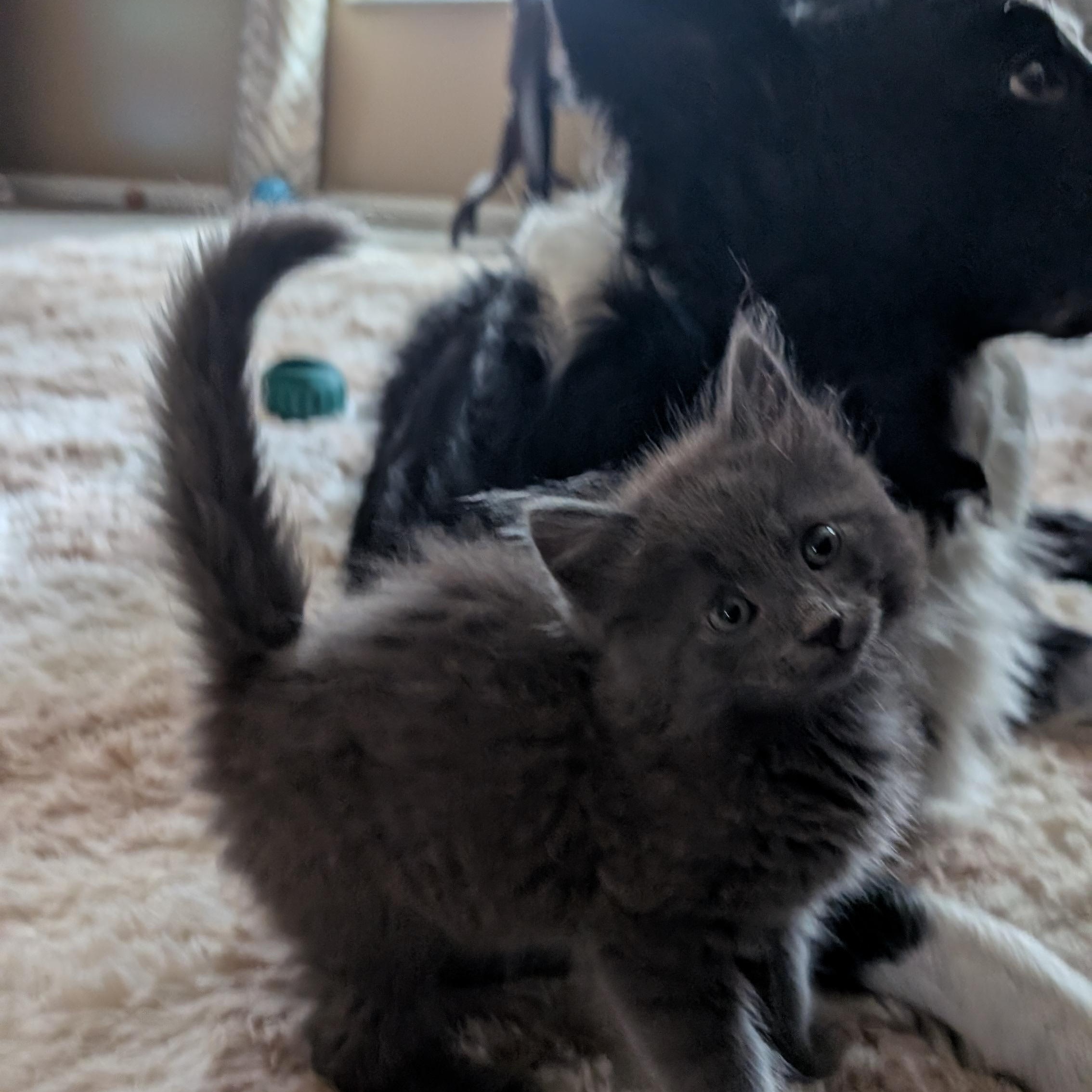 Padfoot, an adopted Domestic Long Hair in West Jefferson, OH image 2/5