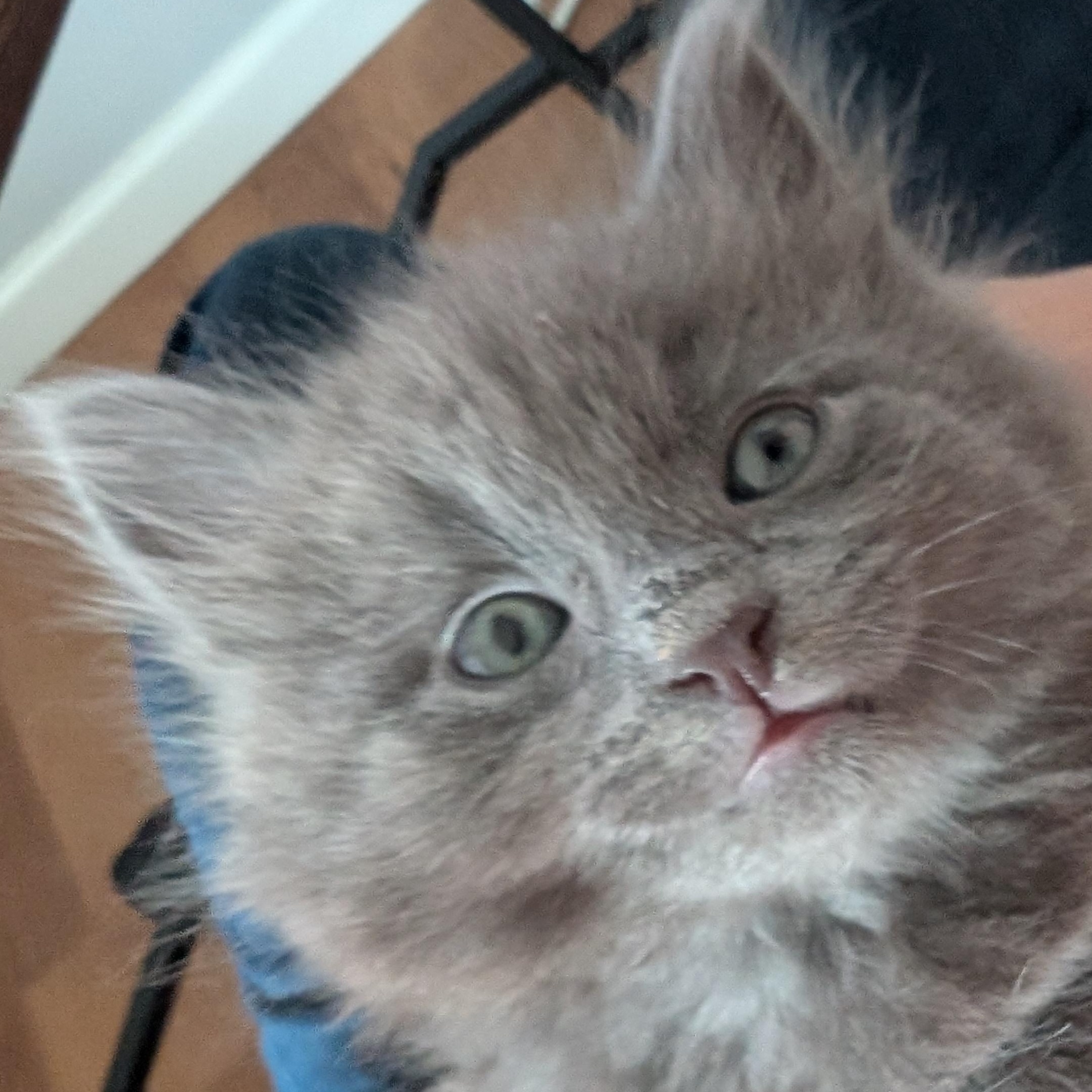 Padfoot, an adopted Domestic Long Hair in West Jefferson, OH image 1/5