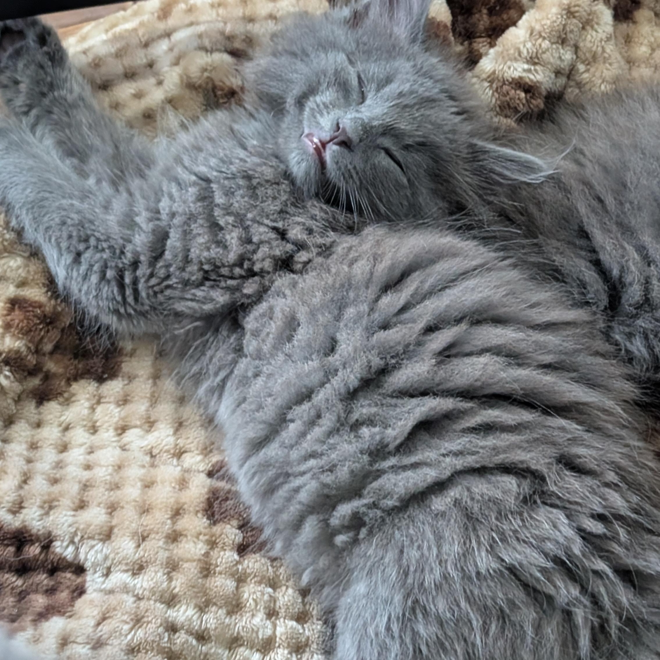 Padfoot, an adopted Domestic Long Hair in West Jefferson, OH image 4/5