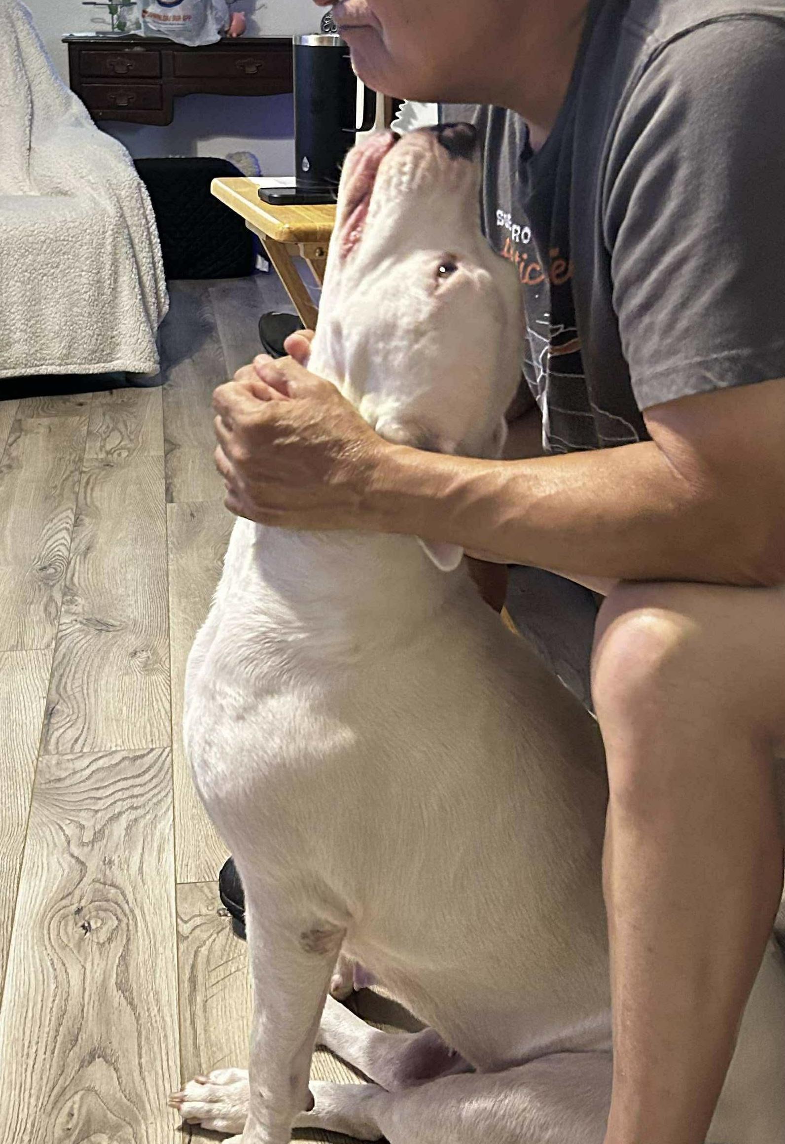 Enlarge Kenna, a Adoptable mixed breed in Portland, ME image 2/6