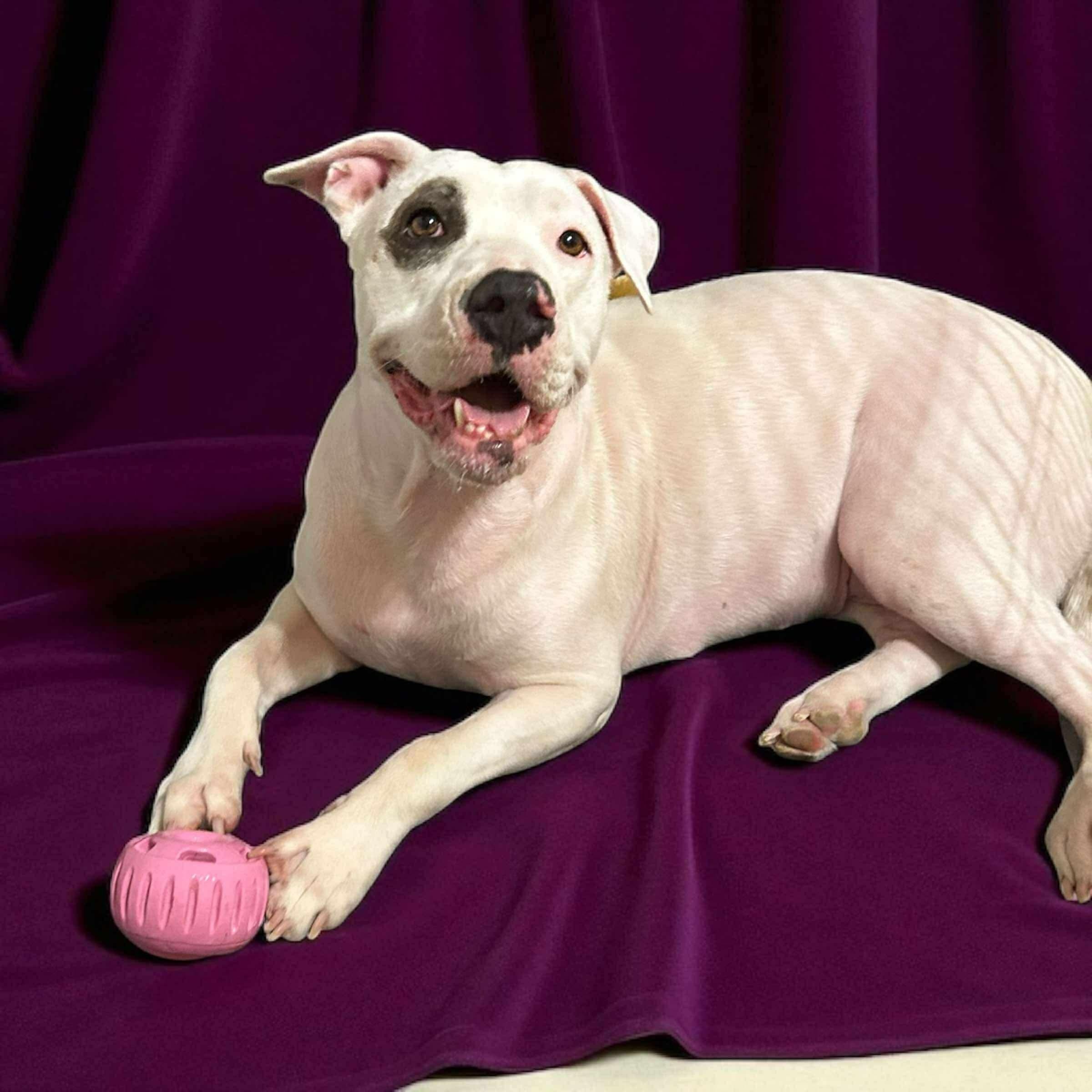 Enlarge Kenna, a Adoptable mixed breed in Portland, ME image 4/6