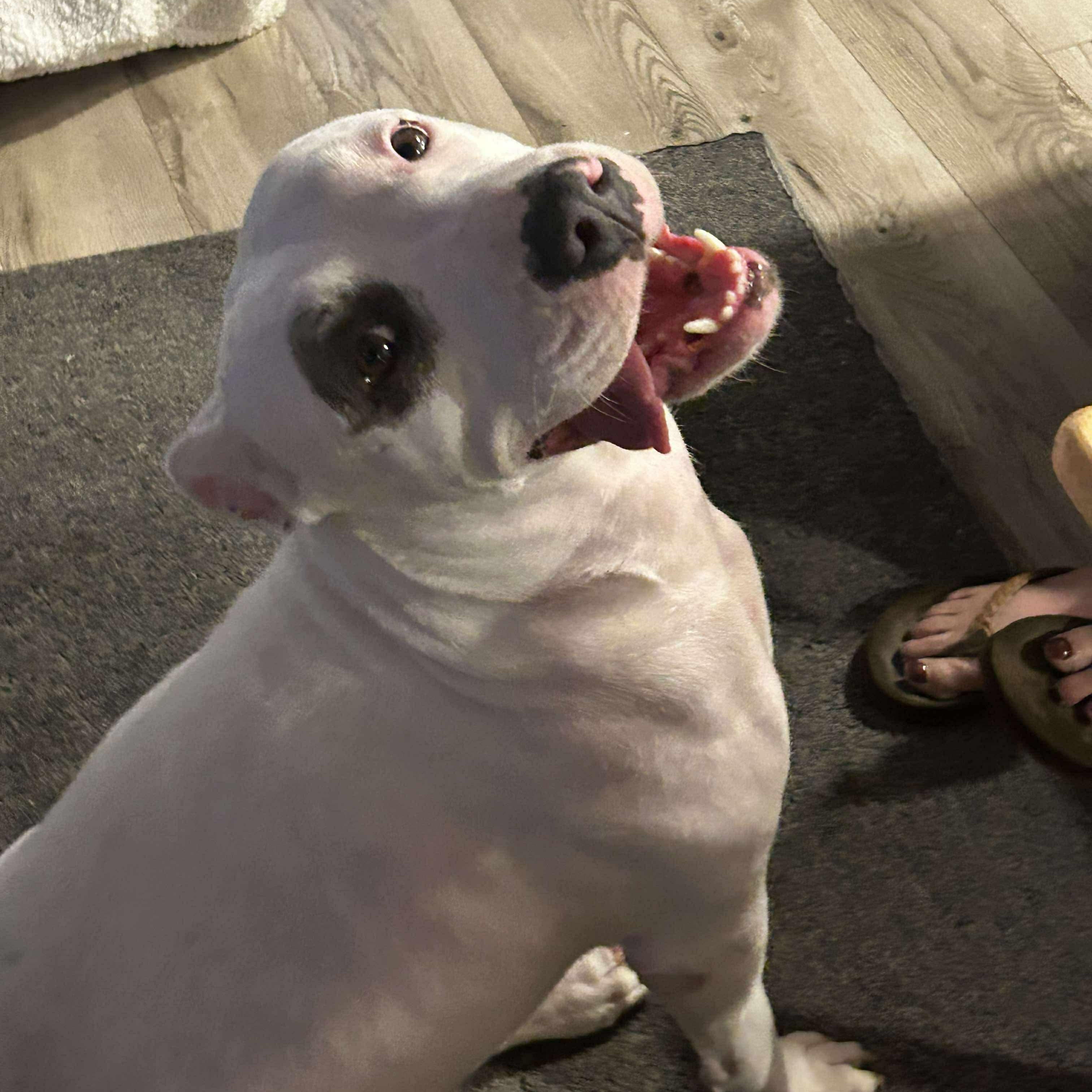 Enlarge Kenna, a Adoptable mixed breed in Portland, ME image 3/6