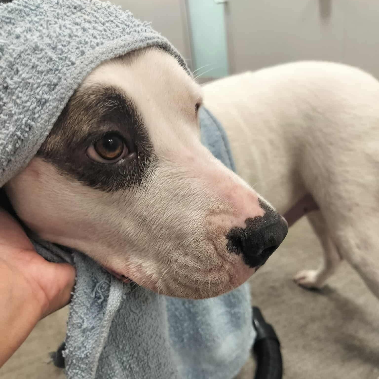 Enlarge Kenna, a Adoptable mixed breed in Portland, ME image 5/6