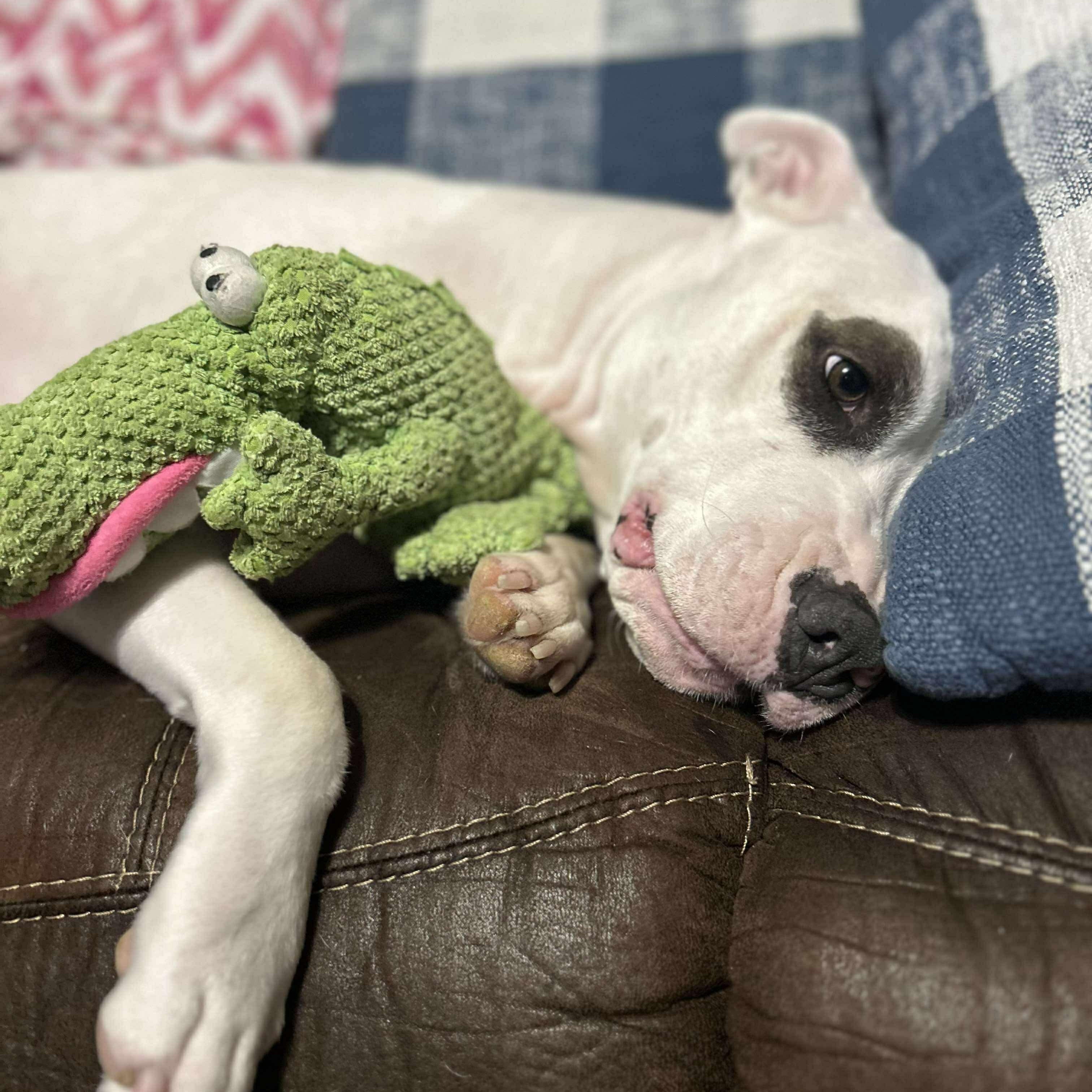 Enlarge Kenna, a Adoptable mixed breed in Portland, ME image 1/6