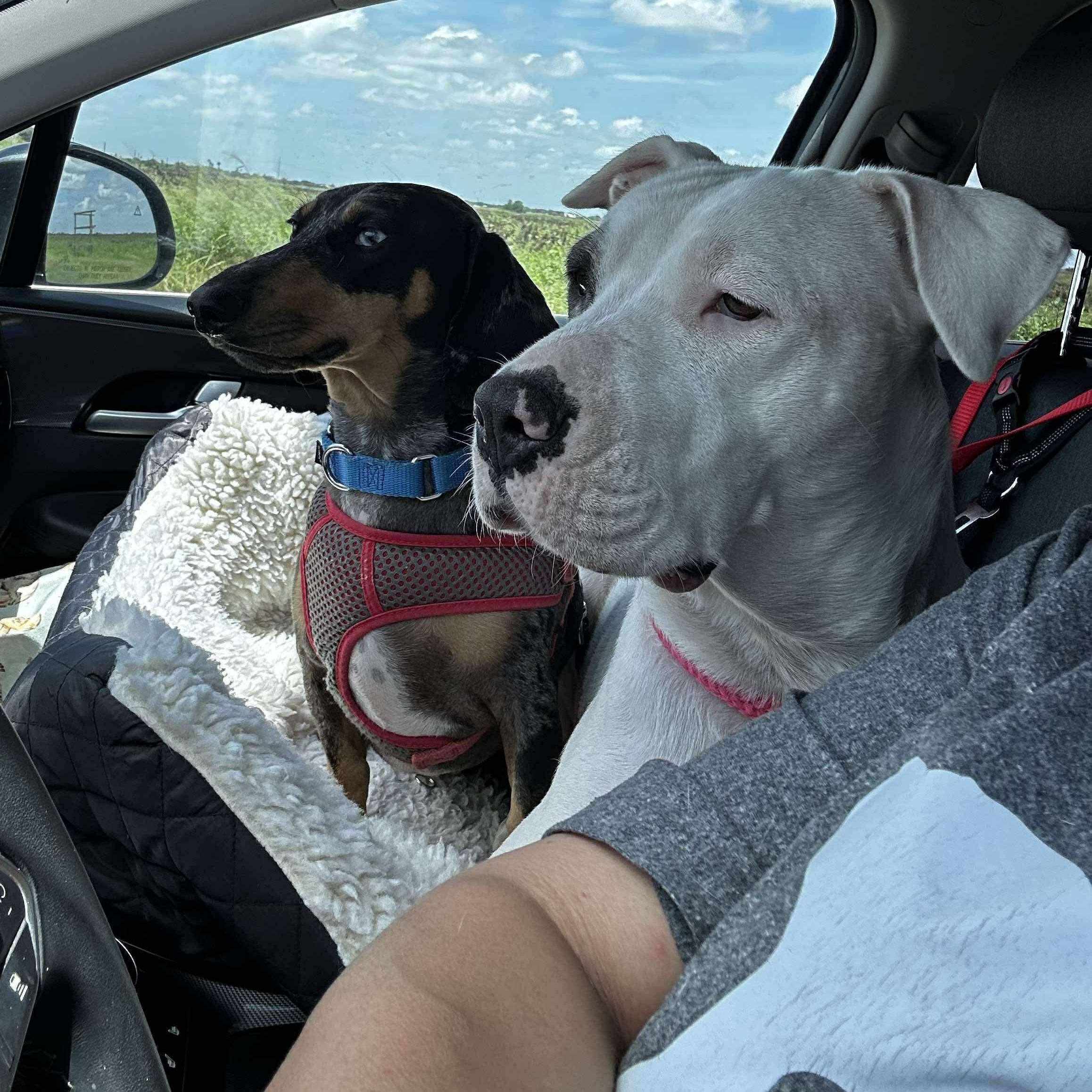 Enlarge Kenna, a Adoptable mixed breed in Portland, ME image 6/6