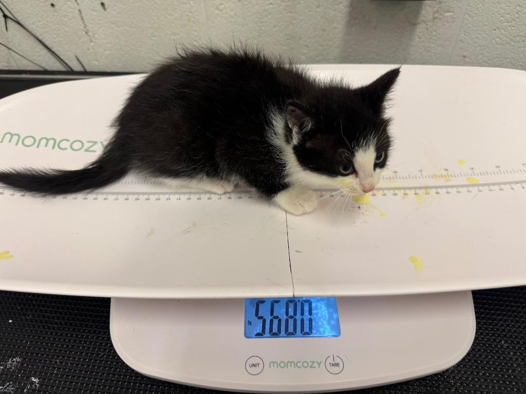 Pinchy-Adoptable Awaiting S/N, Adoptable, Kitten Male Domestic Short Hair.