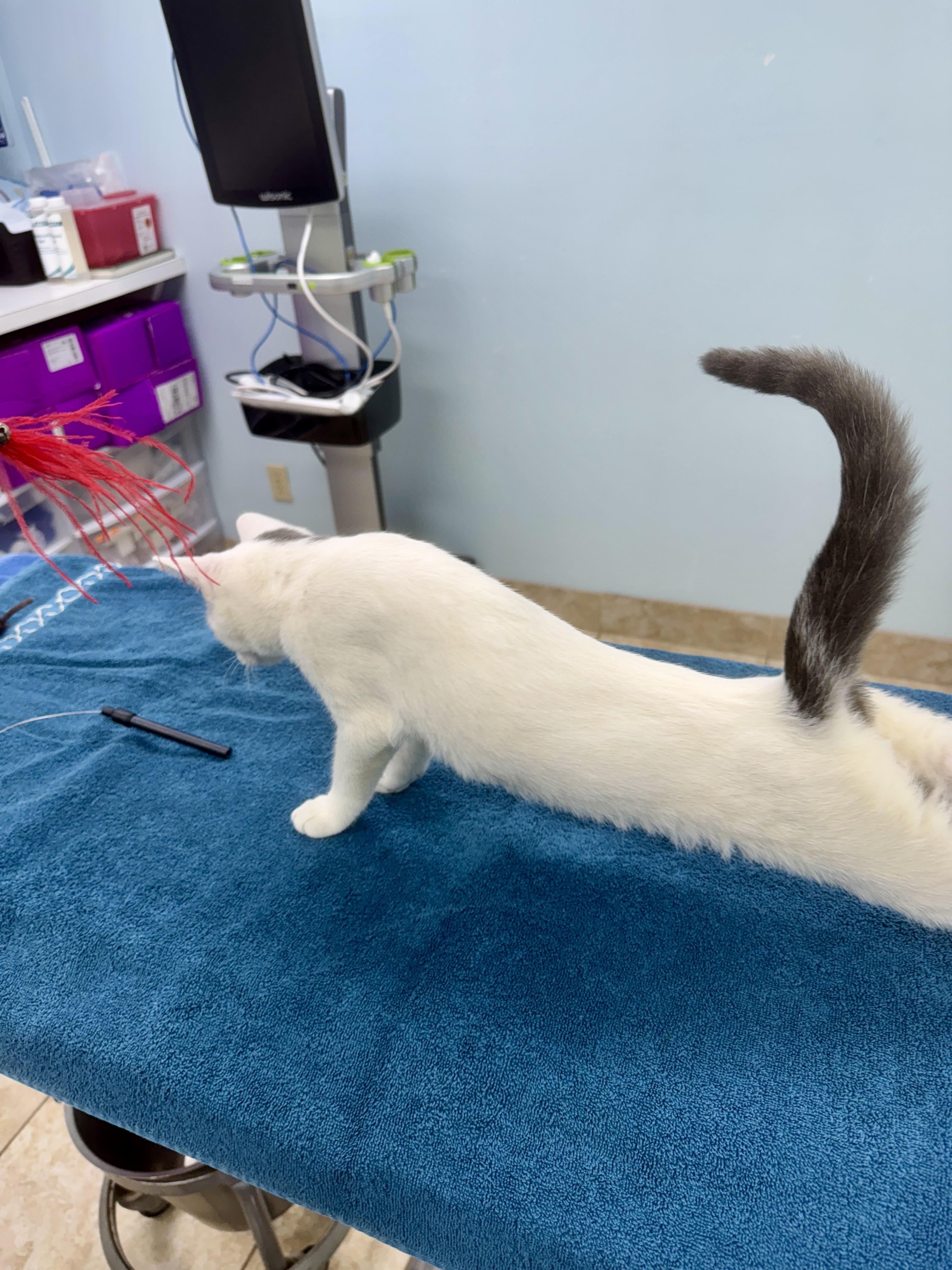 Jester, a Adoptable Tabby in Gainesville, FL image 1/6