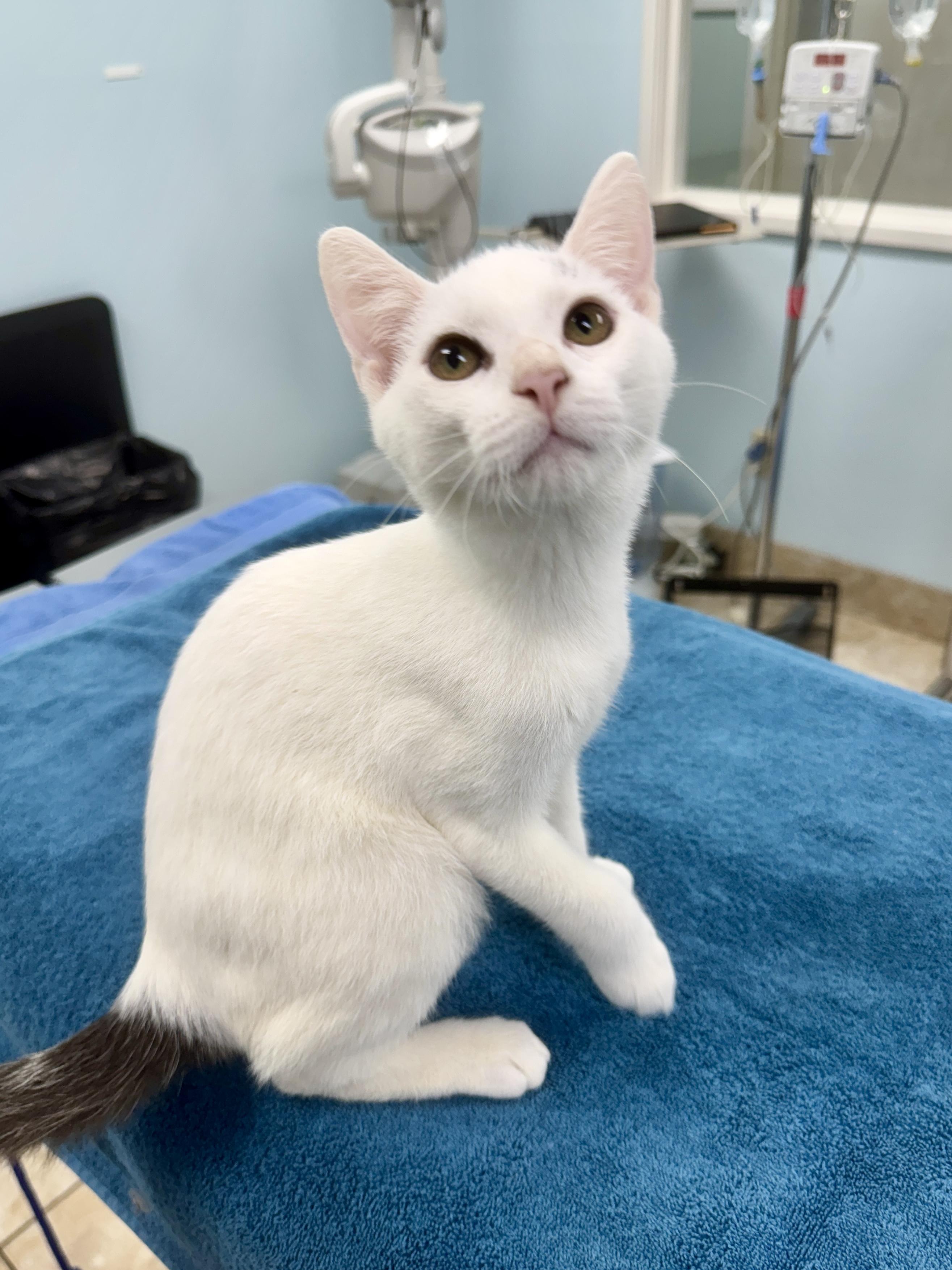 Jester, a Adoptable Tabby in Gainesville, FL image 2/6