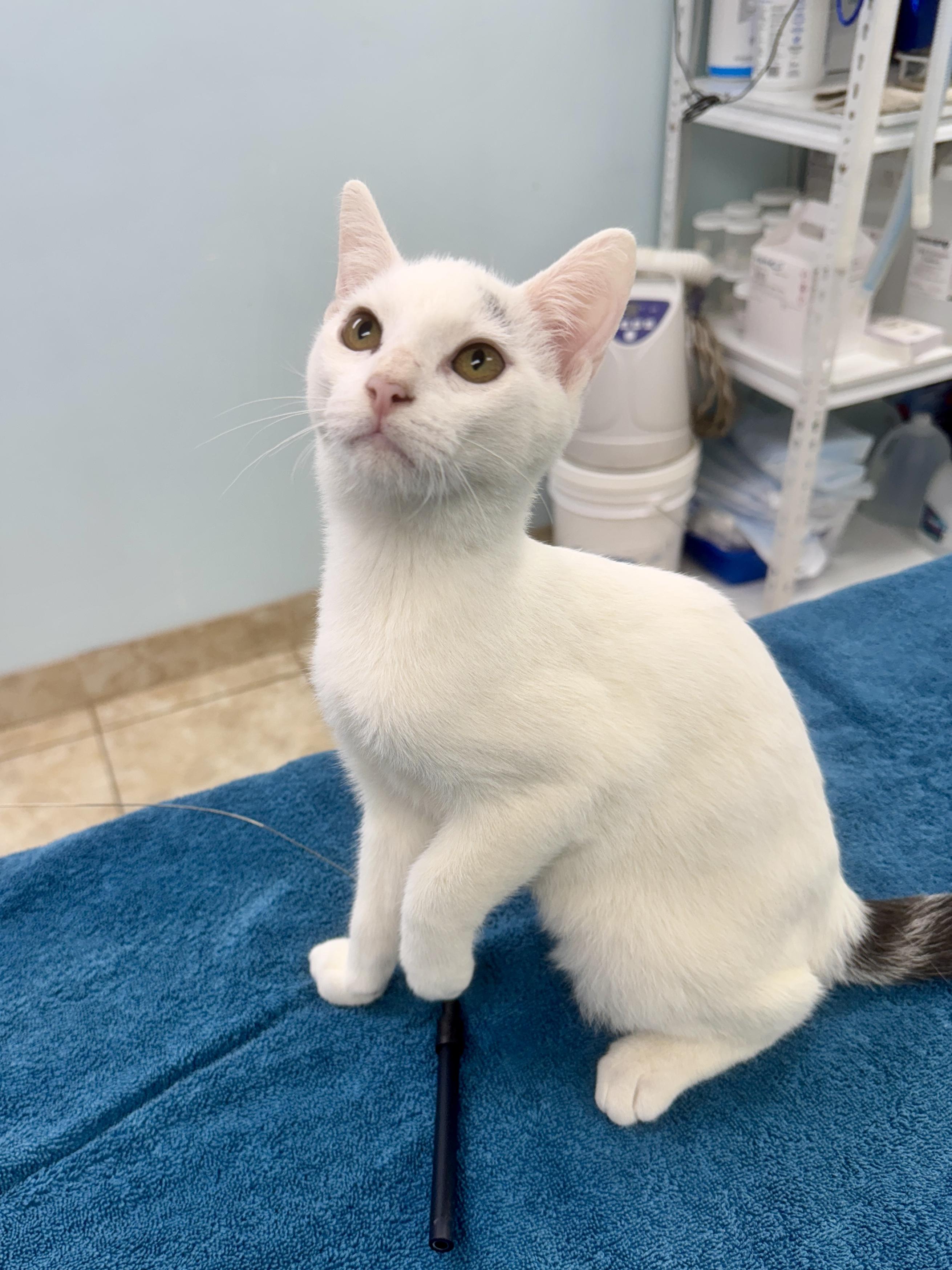 Jester, a Adoptable Tabby in Gainesville, FL image 4/6