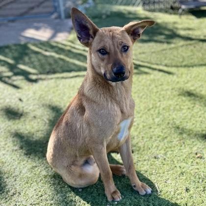 Stewart, an adoptable mixed breed in Red Bluff, CA image 5/5