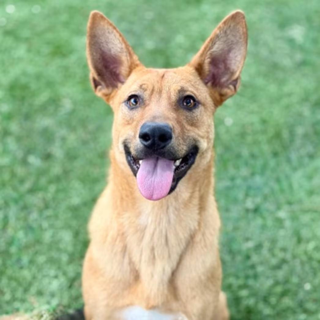 Stewart, an adoptable mixed breed in Red Bluff, CA image 1/5