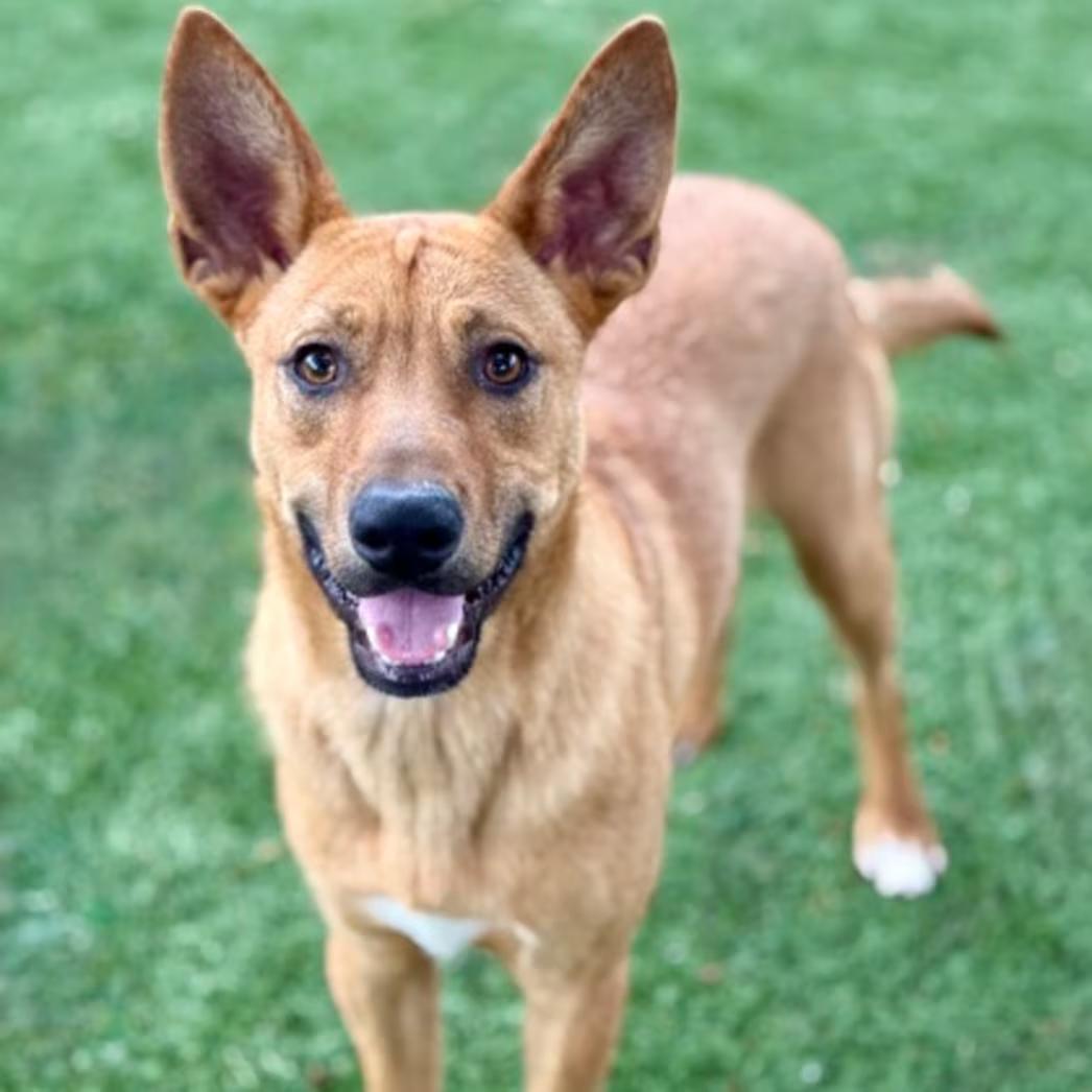 Stewart, an adoptable mixed breed in Red Bluff, CA image 2/5