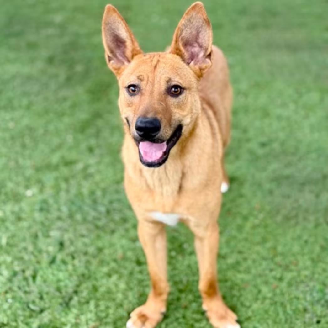 Stewart, an adoptable mixed breed in Red Bluff, CA image 3/5