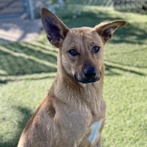 Stewart, an adoptable mixed breed in Red Bluff, CA image 4/5