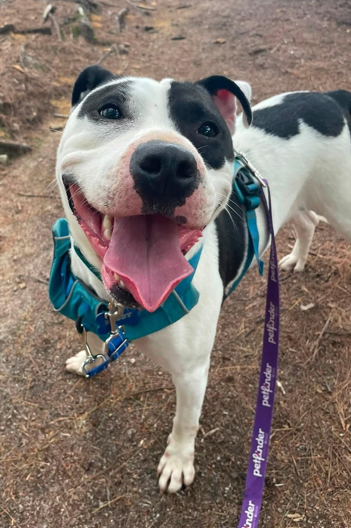 Enlarge Maizie HERE IN NH, a Adoptable Mixed Breed in Northwood, NH image 4/6