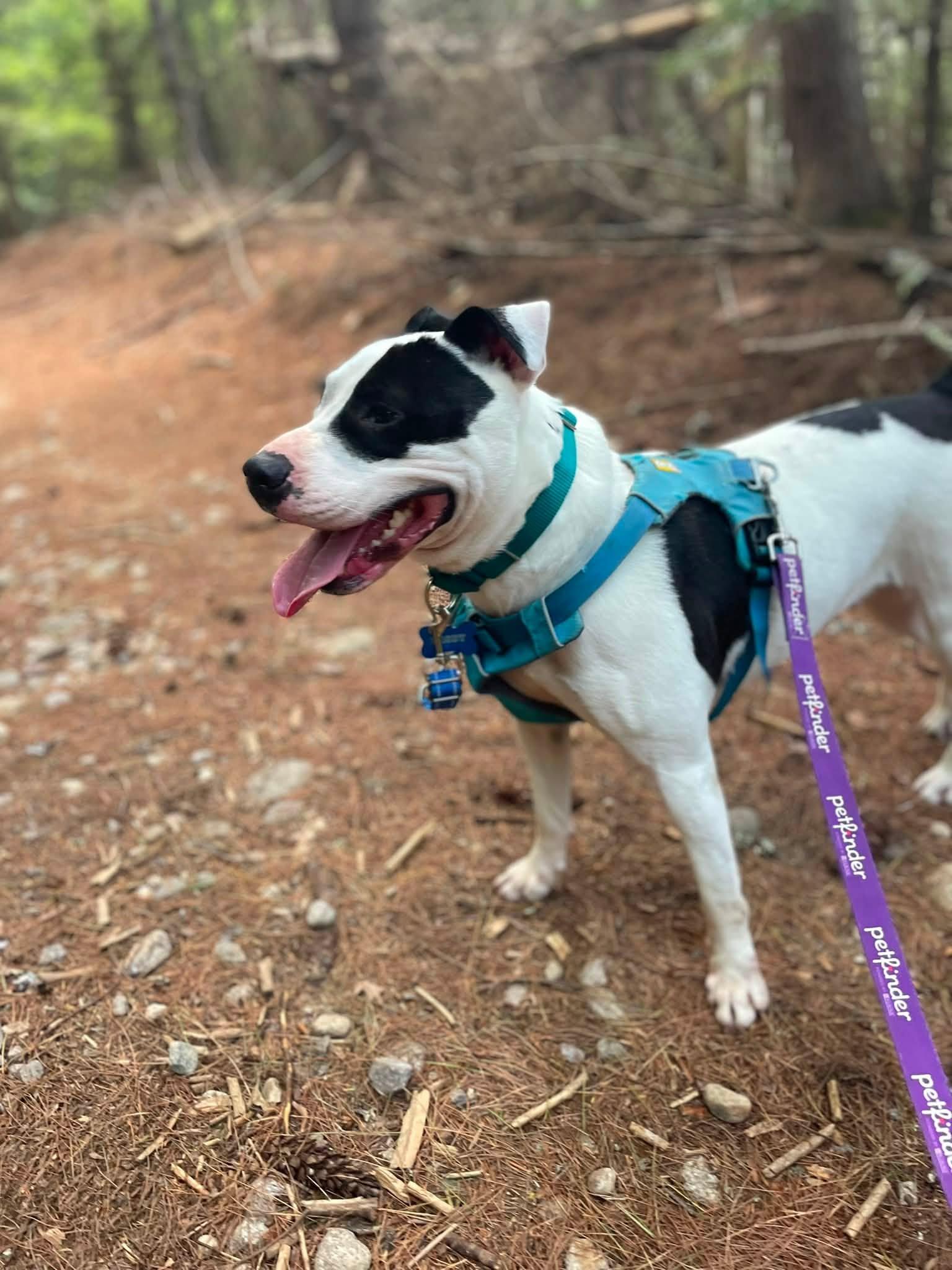 Enlarge Maizie HERE IN NH, a Adoptable Mixed Breed in Northwood, NH image 5/6