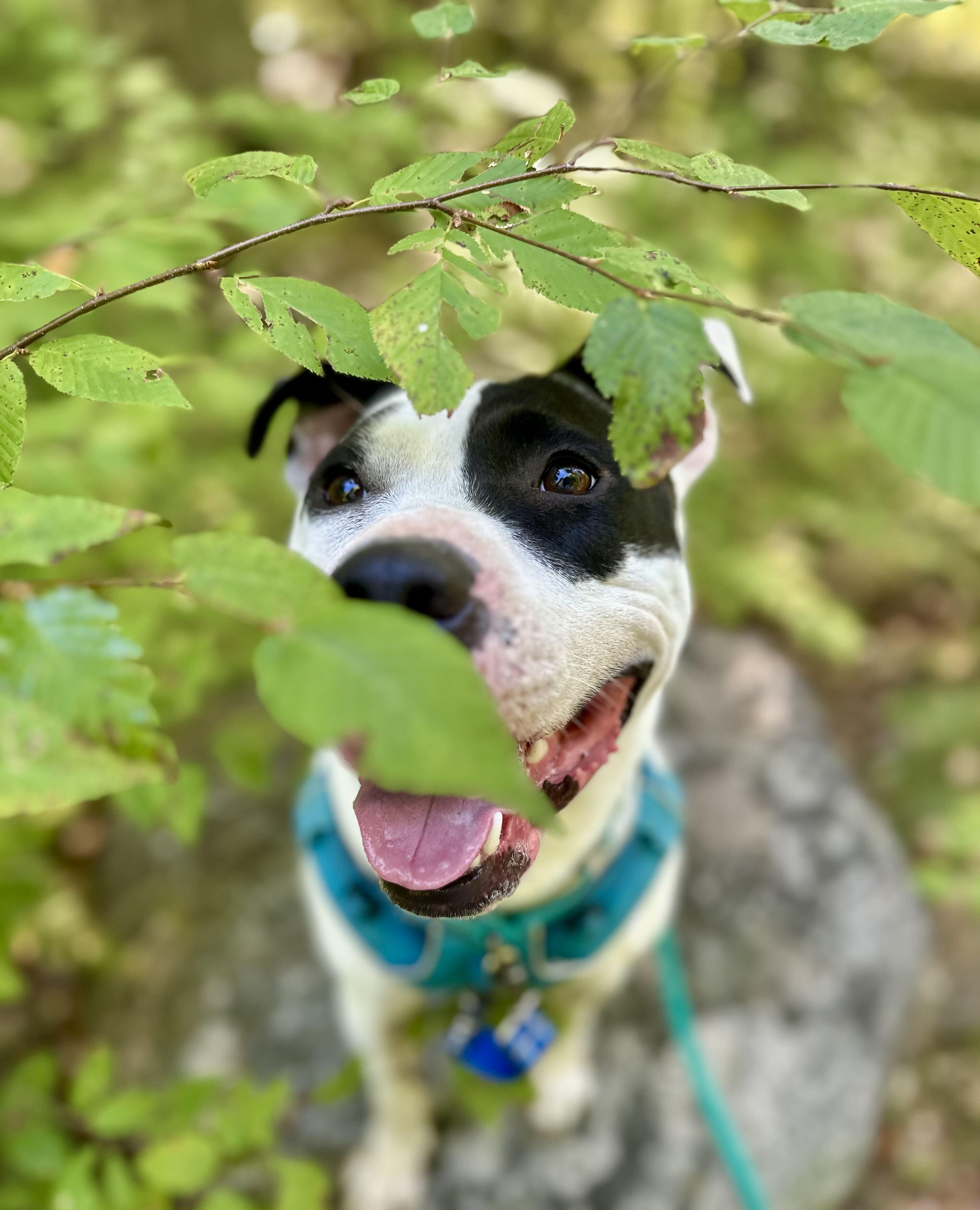 Enlarge Maizie HERE IN NH, a Adoptable Mixed Breed in Northwood, NH image 3/6