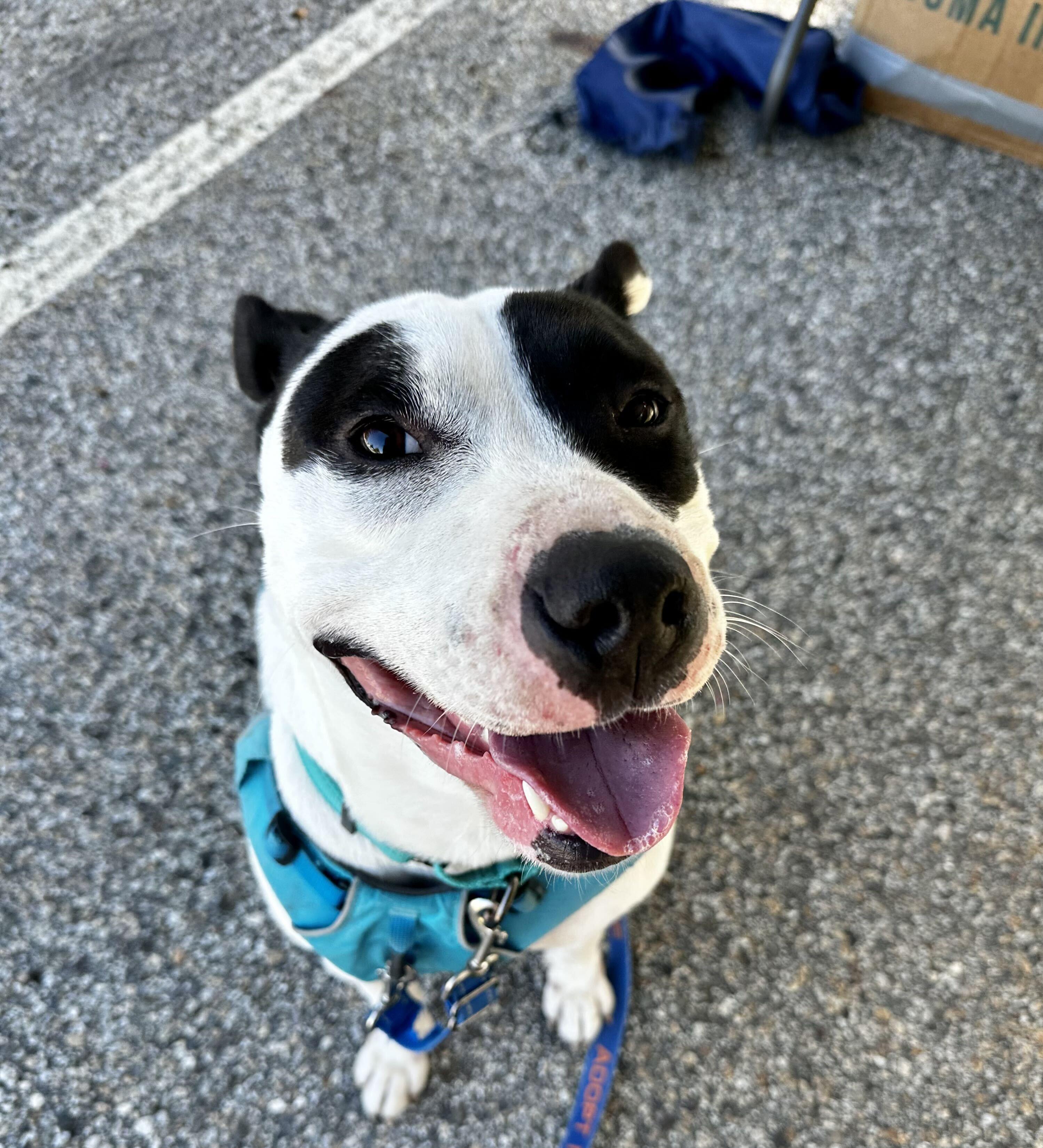 Enlarge Maizie HERE IN NH, a Adoptable Mixed Breed in Northwood, NH image 2/6