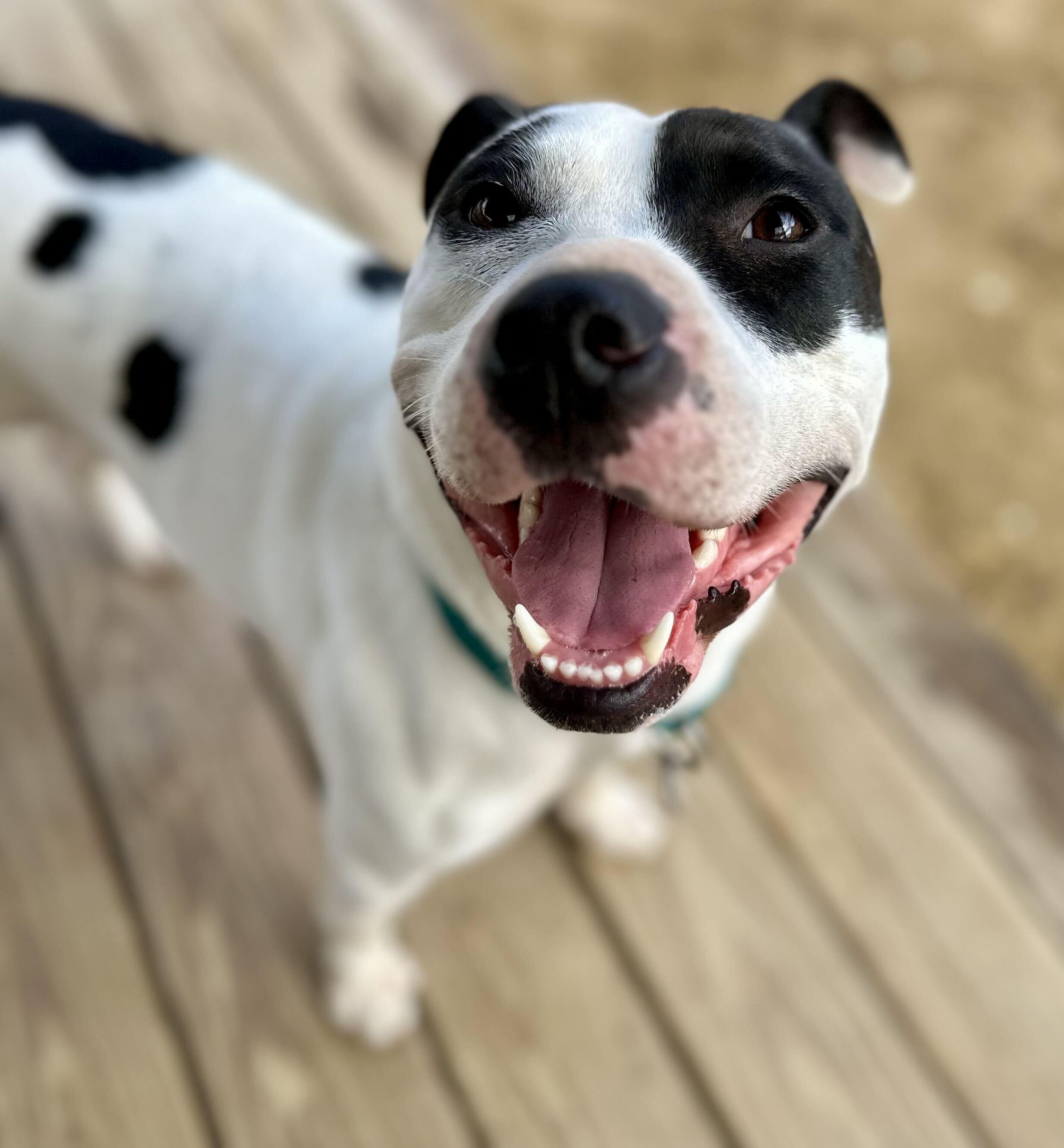 Enlarge Maizie HERE IN NH, a Adoptable Mixed Breed in Northwood, NH image 1/6