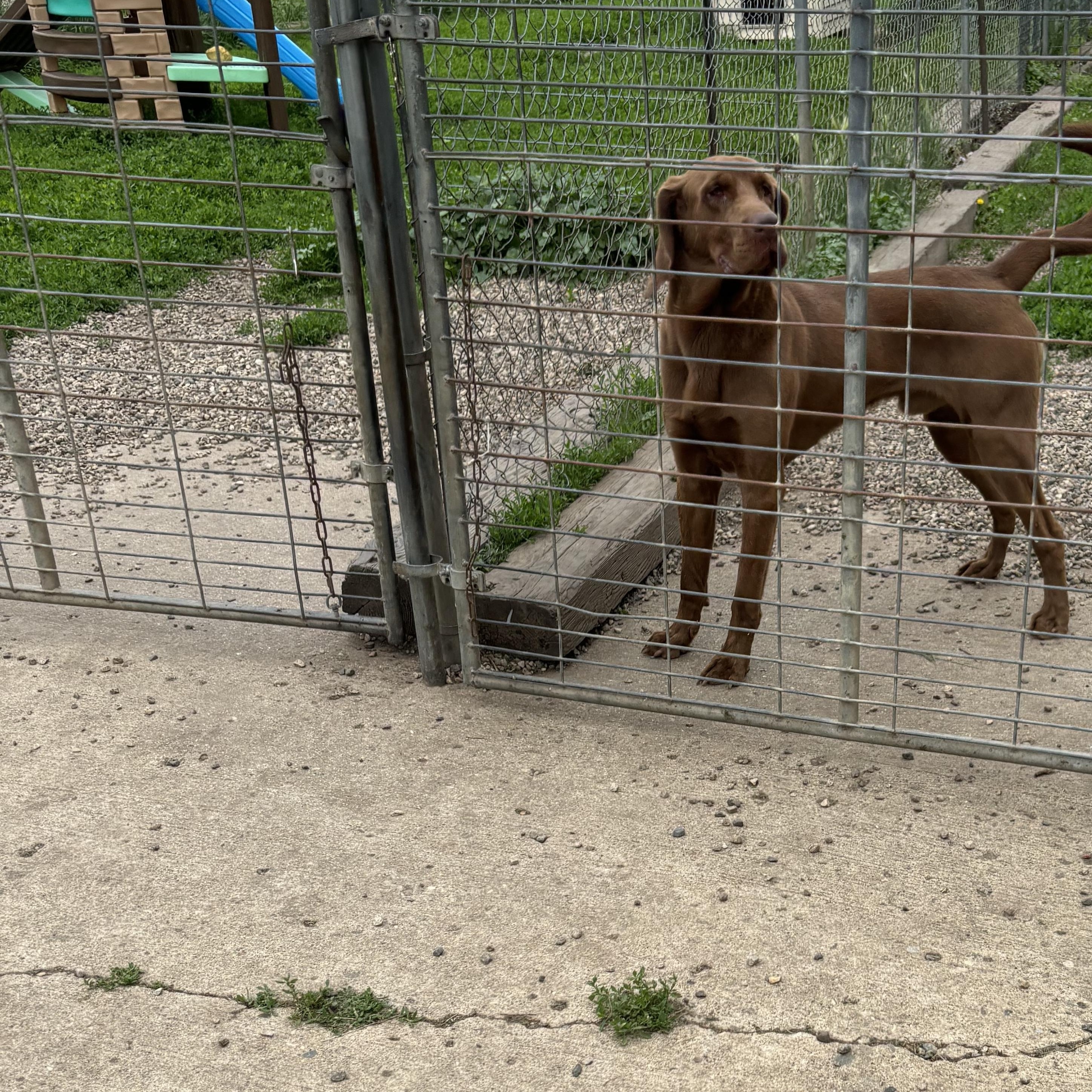 Crockett, an adoptable Bloodhound in Jamestown, ND, 58402 | Photo Image 3