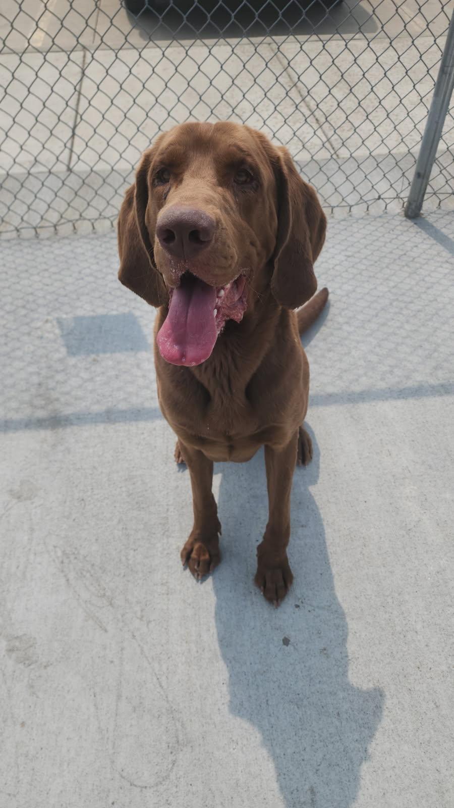 Crockett, an adoptable Bloodhound in Jamestown, ND, 58402 | Photo Image 2