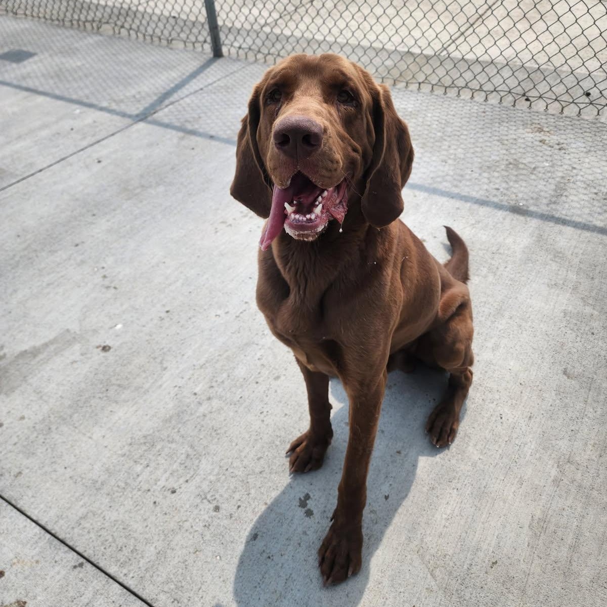Crockett, Adult Male Bloodhound