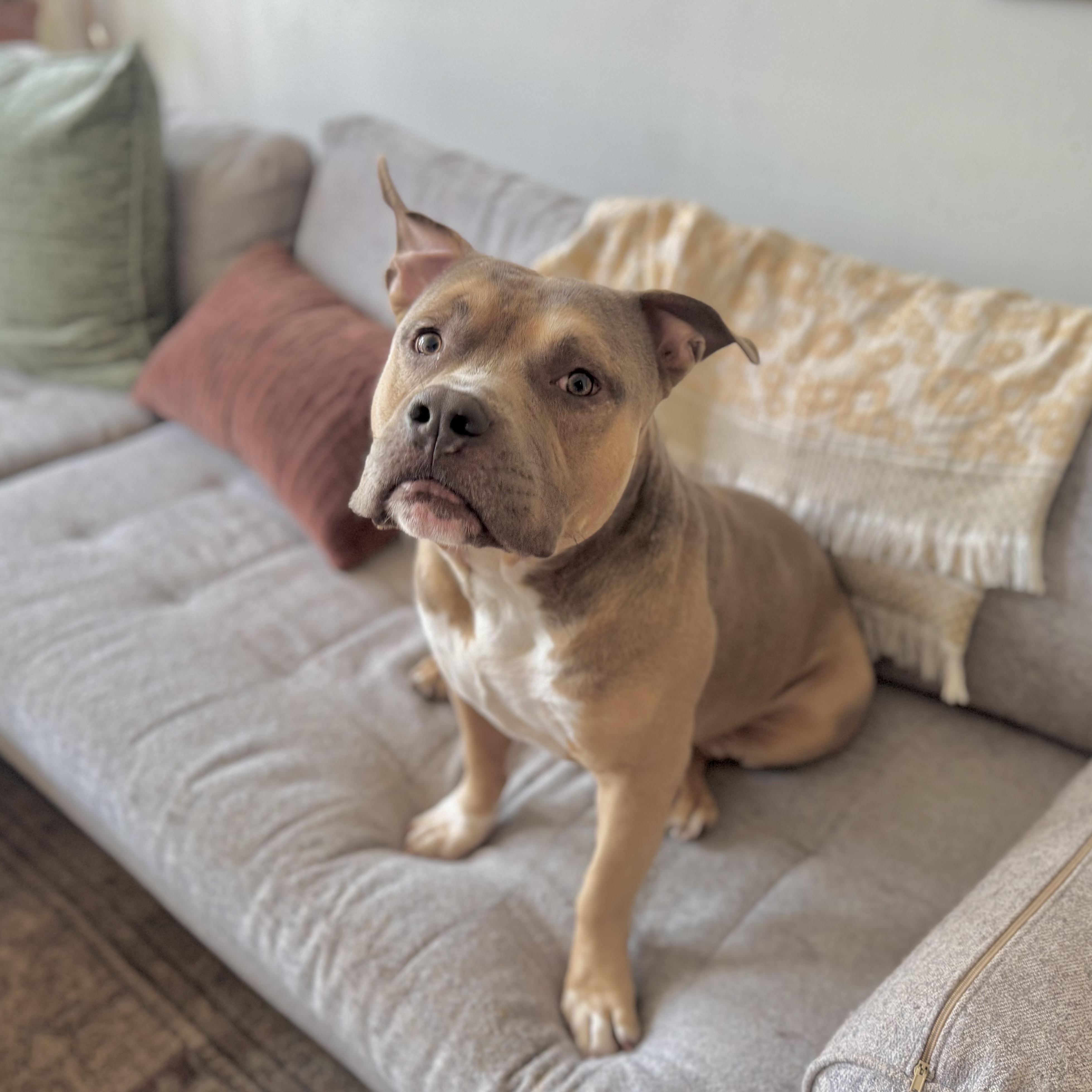 Trunks, an adoptable Pit Bull Terrier in Chicago, IL image 1/6